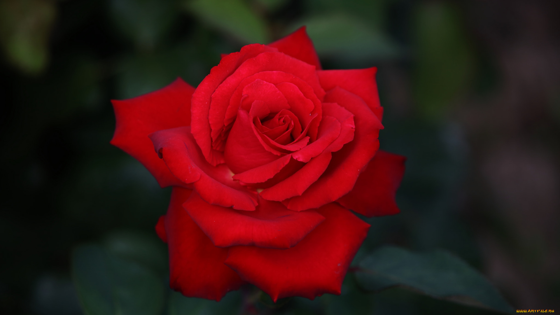 цветы, розы, цветок