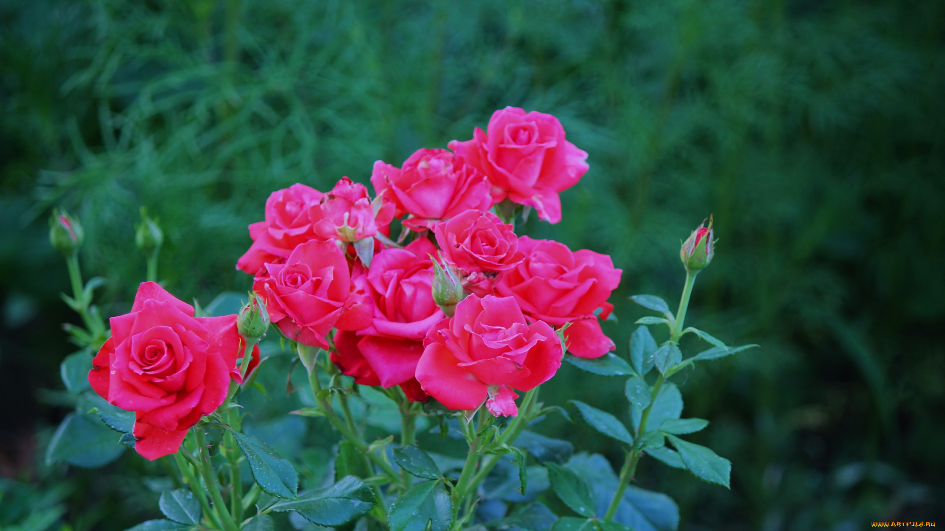 цветы, розы, лето, июль