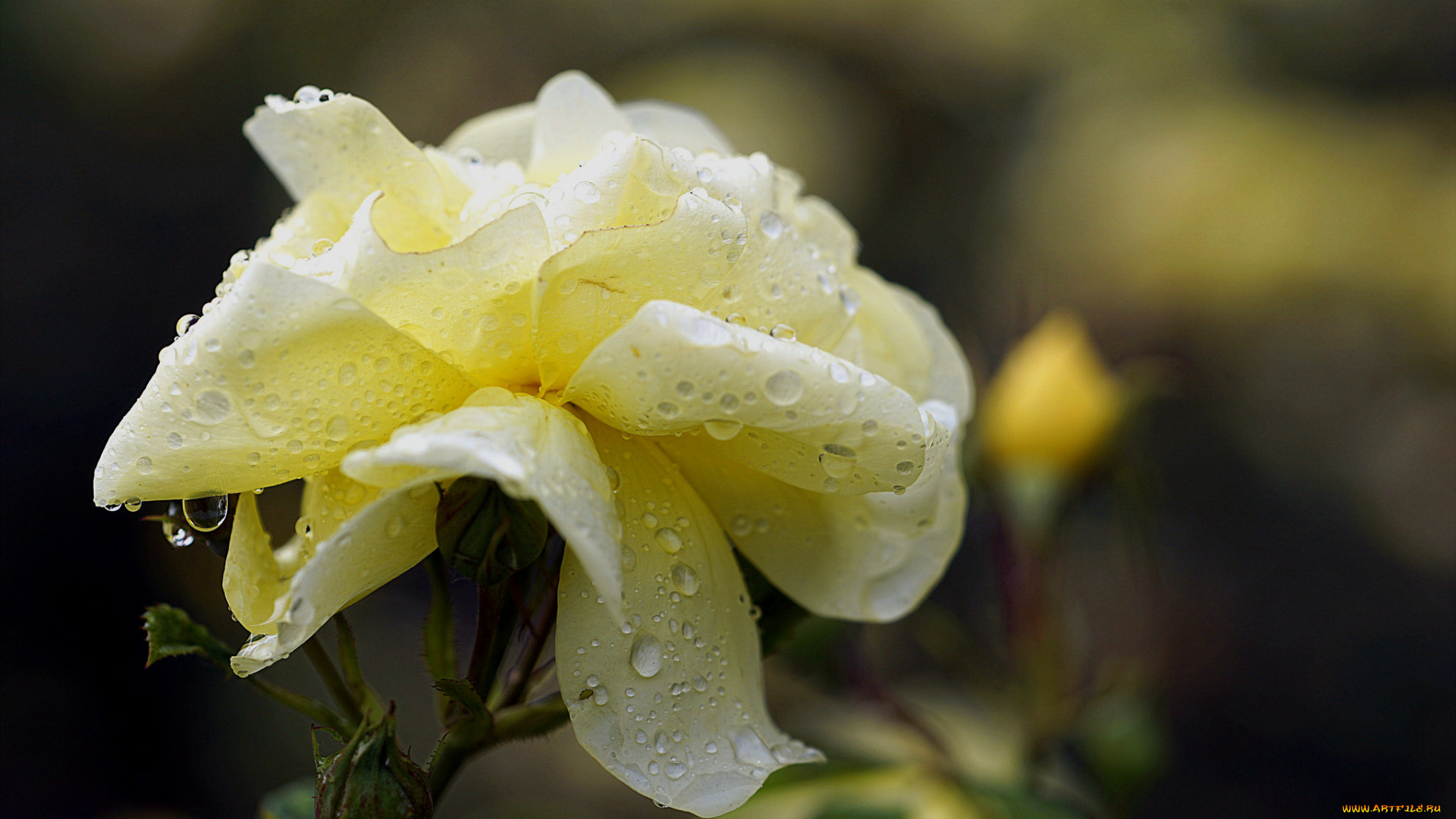 цветы, розы, роза