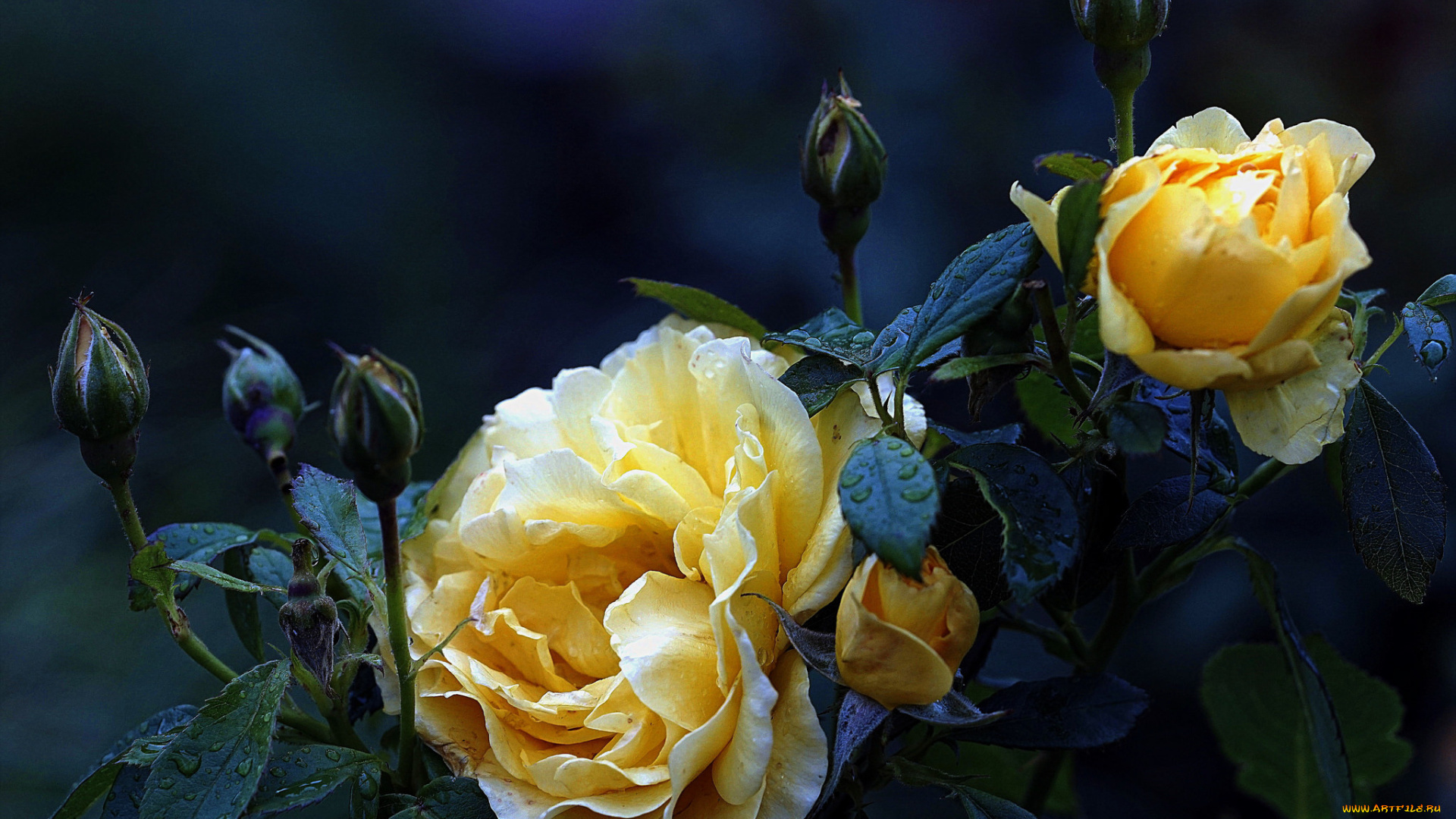 цветы, розы, роза