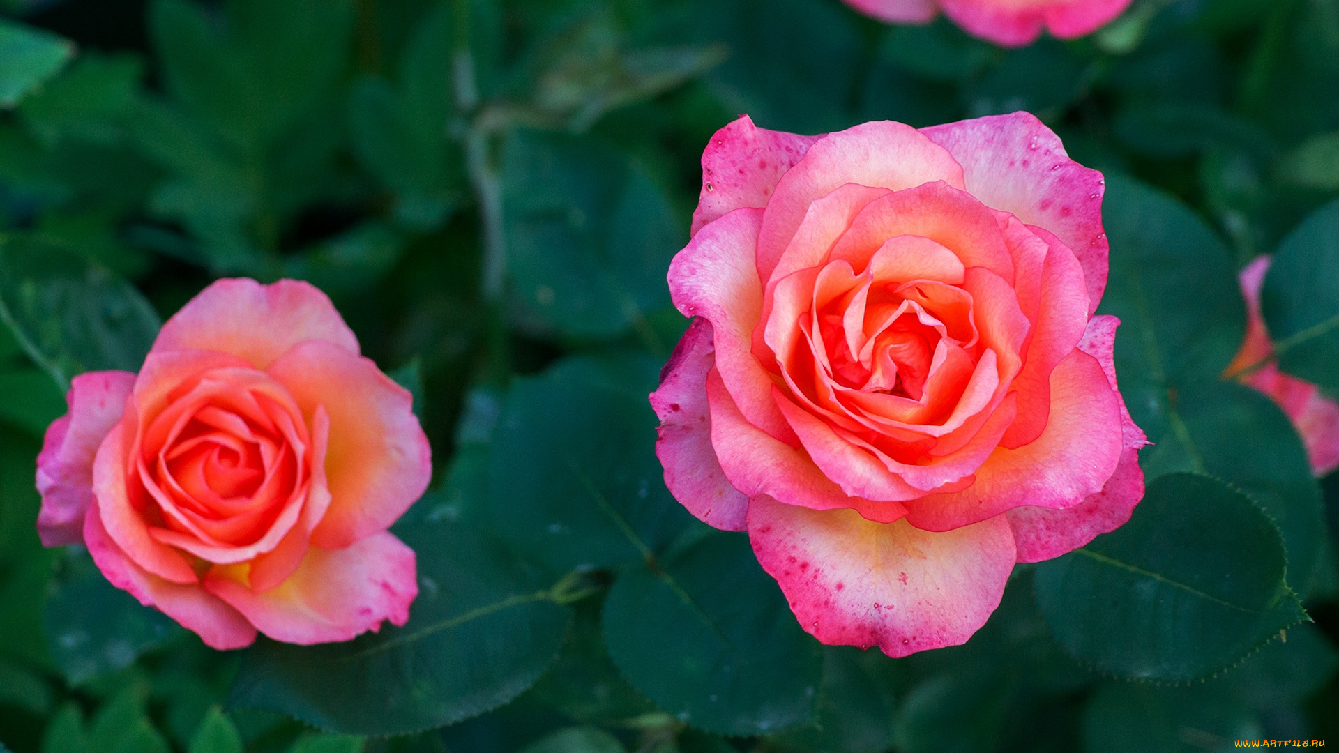 цветы, розы, розовый, бутоны