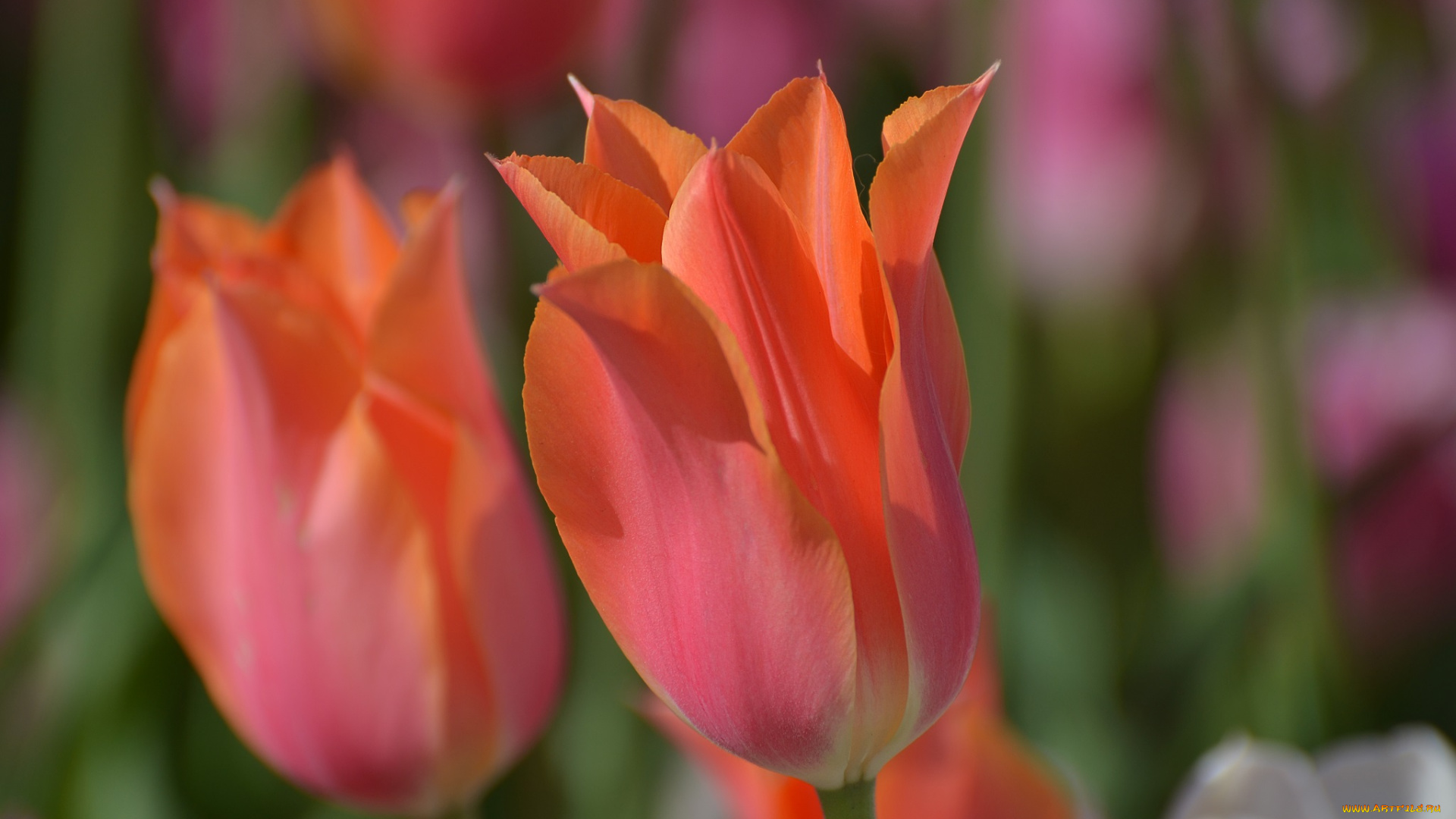 цветы, тюльпаны, весна, природа