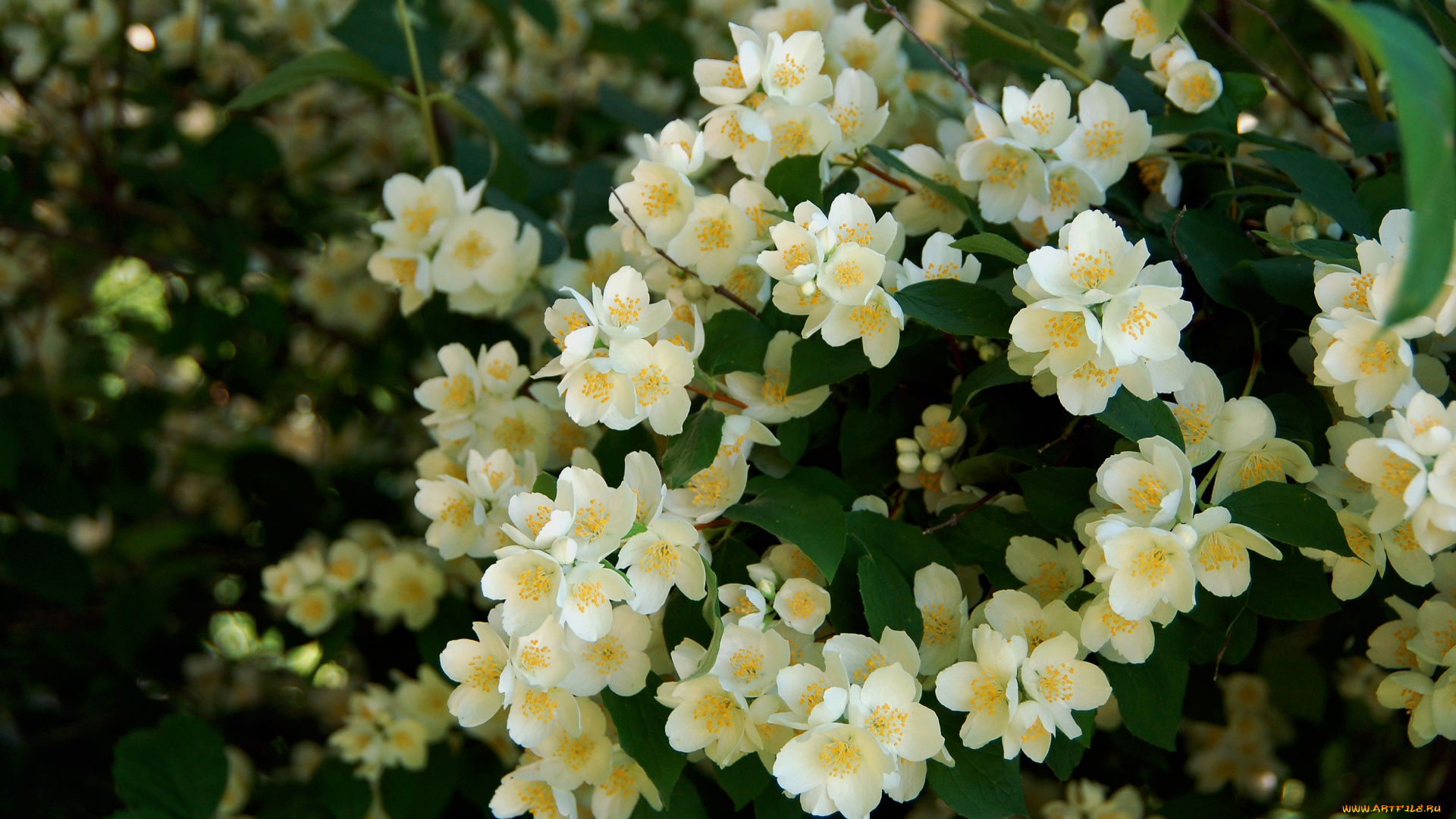 цветы, жасмин, дача, красота, лето