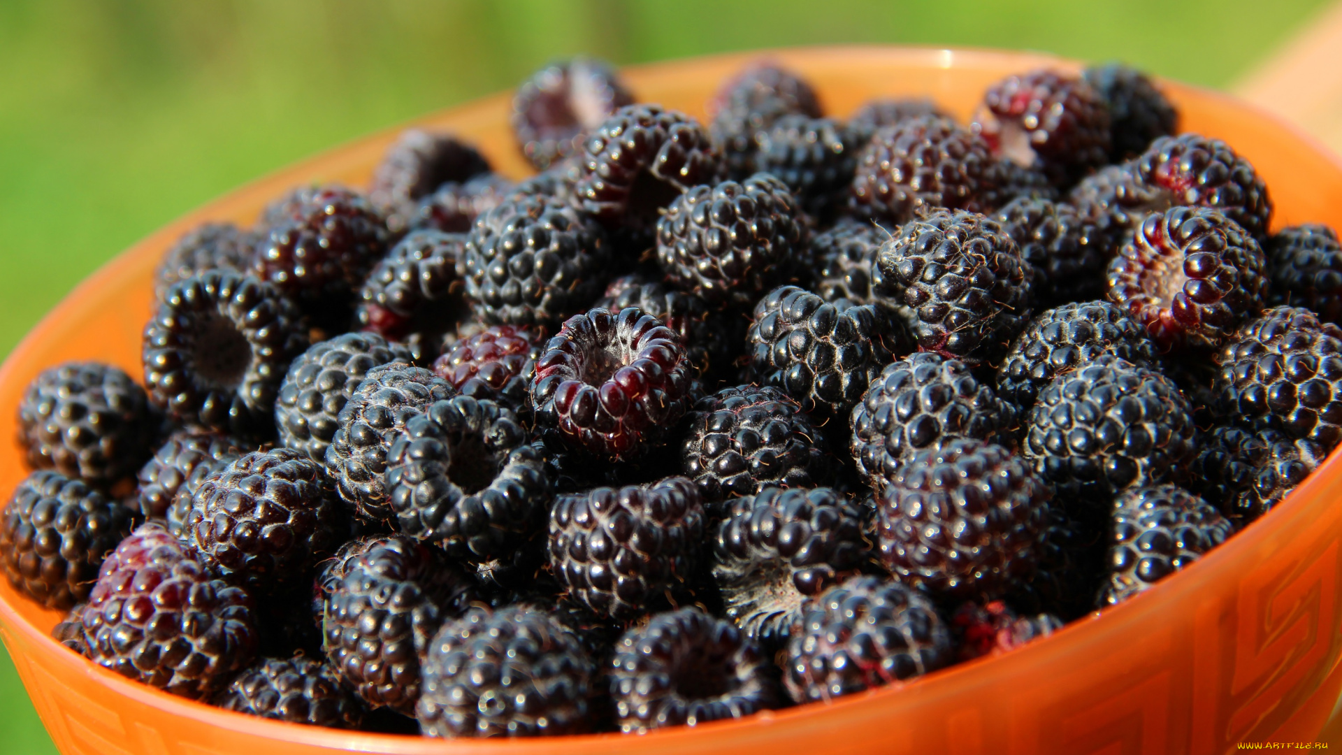 еда, малина, красота, дача, вкусно, витамины, ягоды, чёрная, природа, лето