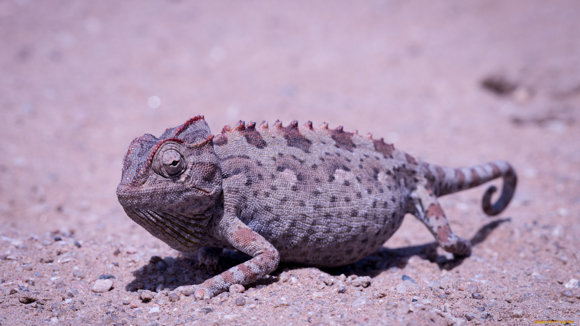 хамелионы, животные, хамелеоны, камень, ящерица, окрас