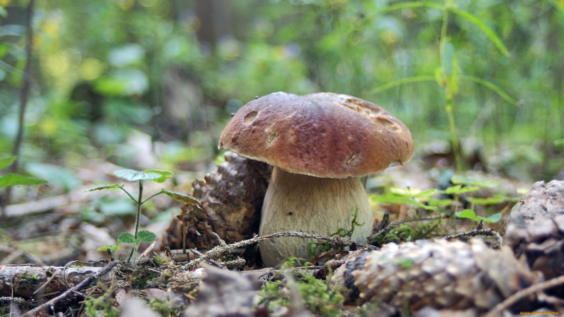 природа, грибы, лето, боровик