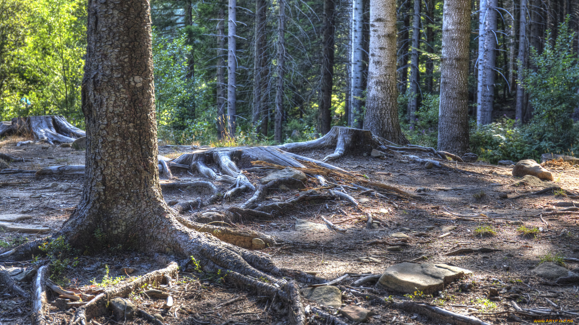 природа, лес, простор