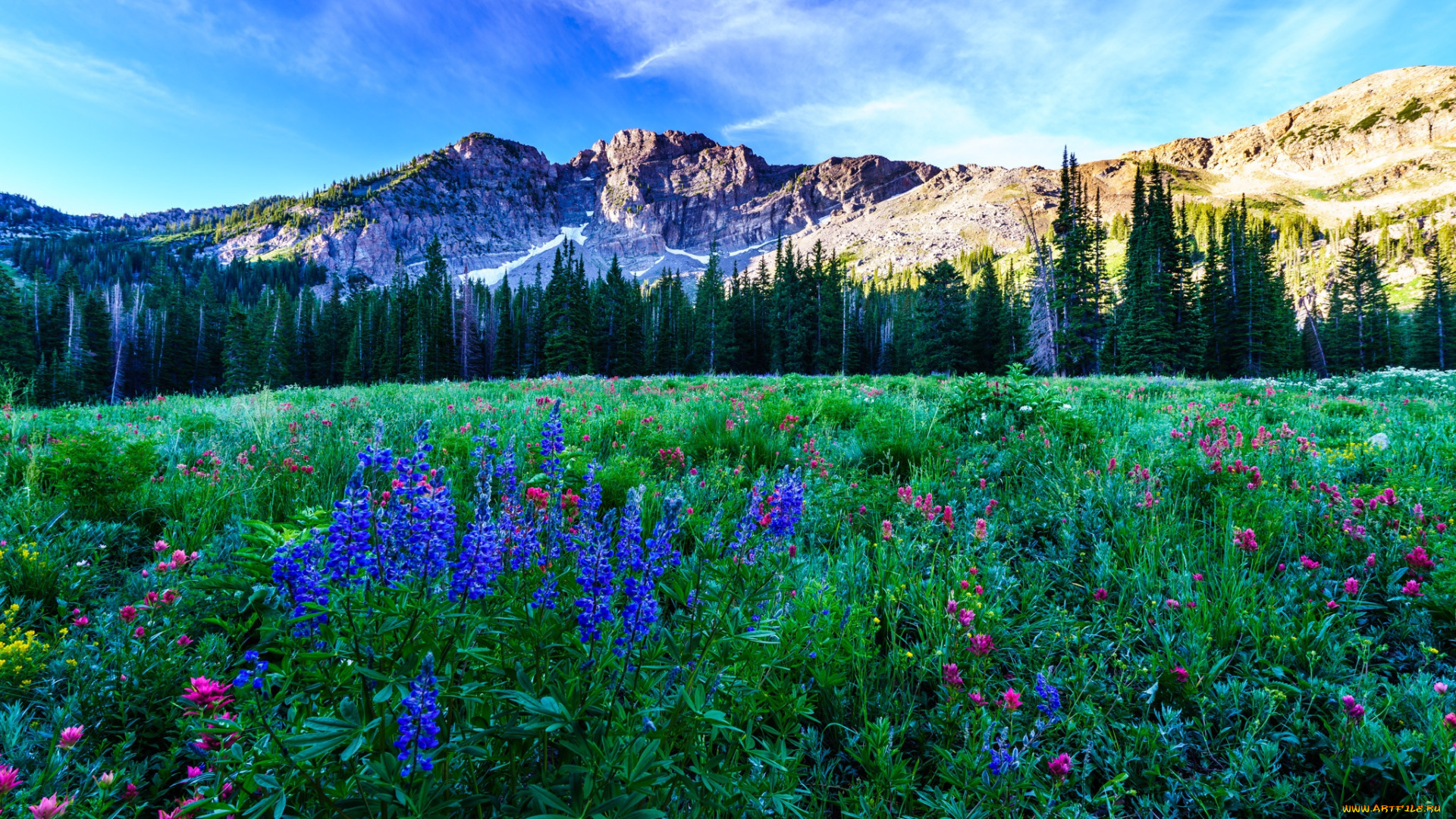 природа, луга, простор