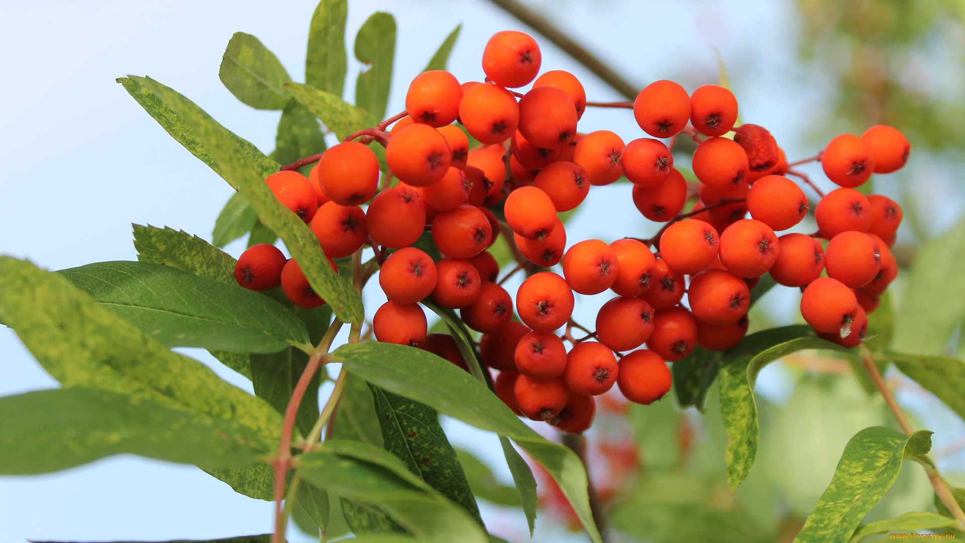 природа, Ягоды, , рябина, осень, гроздь, рябины, рябина