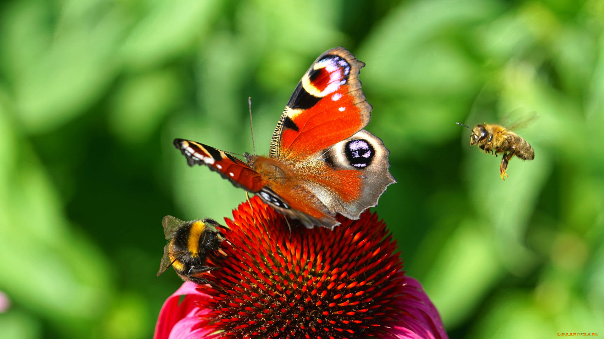 животные, бабочки, , мотыльки, , моли, бабочка