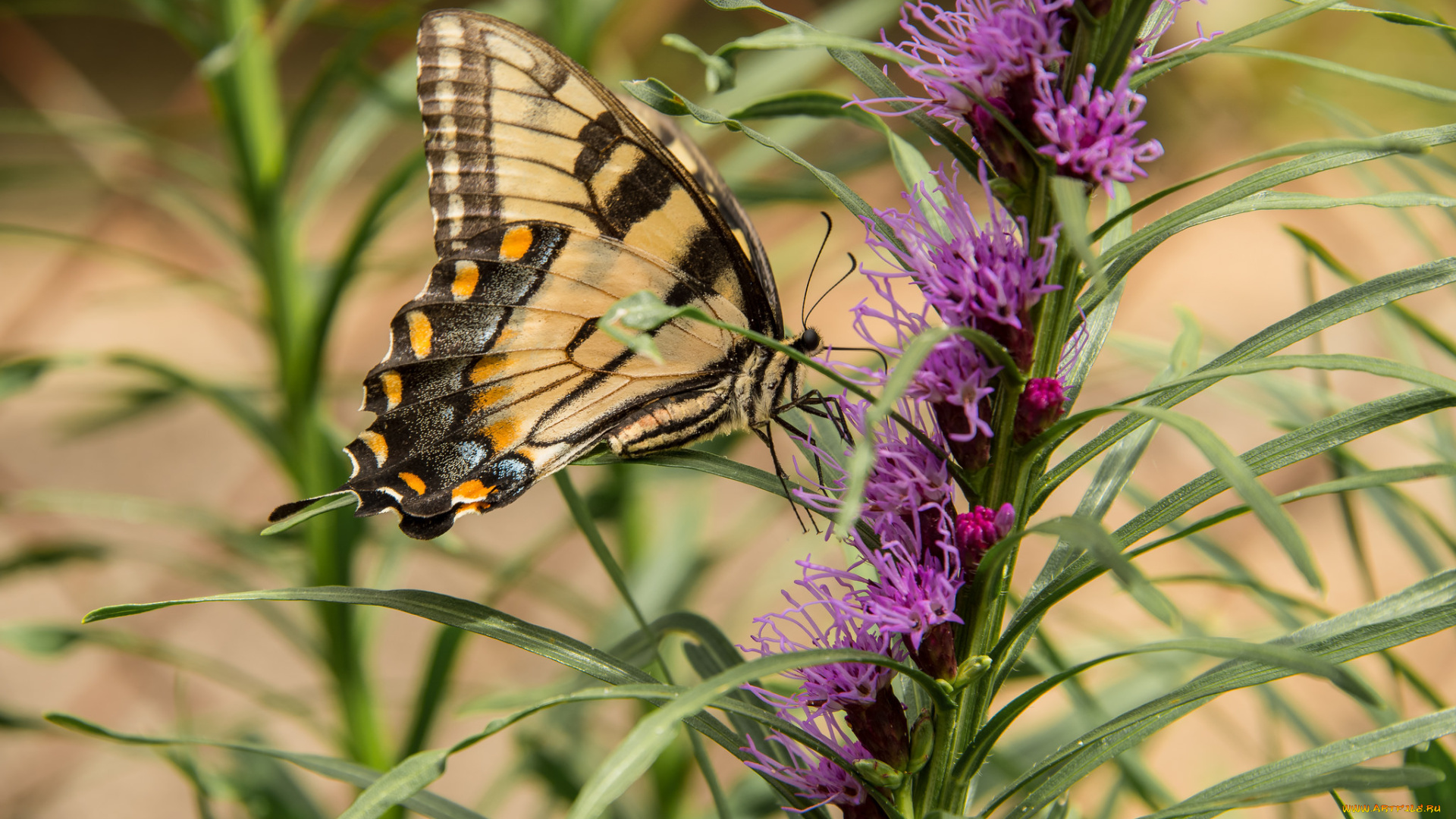 животные, бабочки, , мотыльки, , моли, бабочка