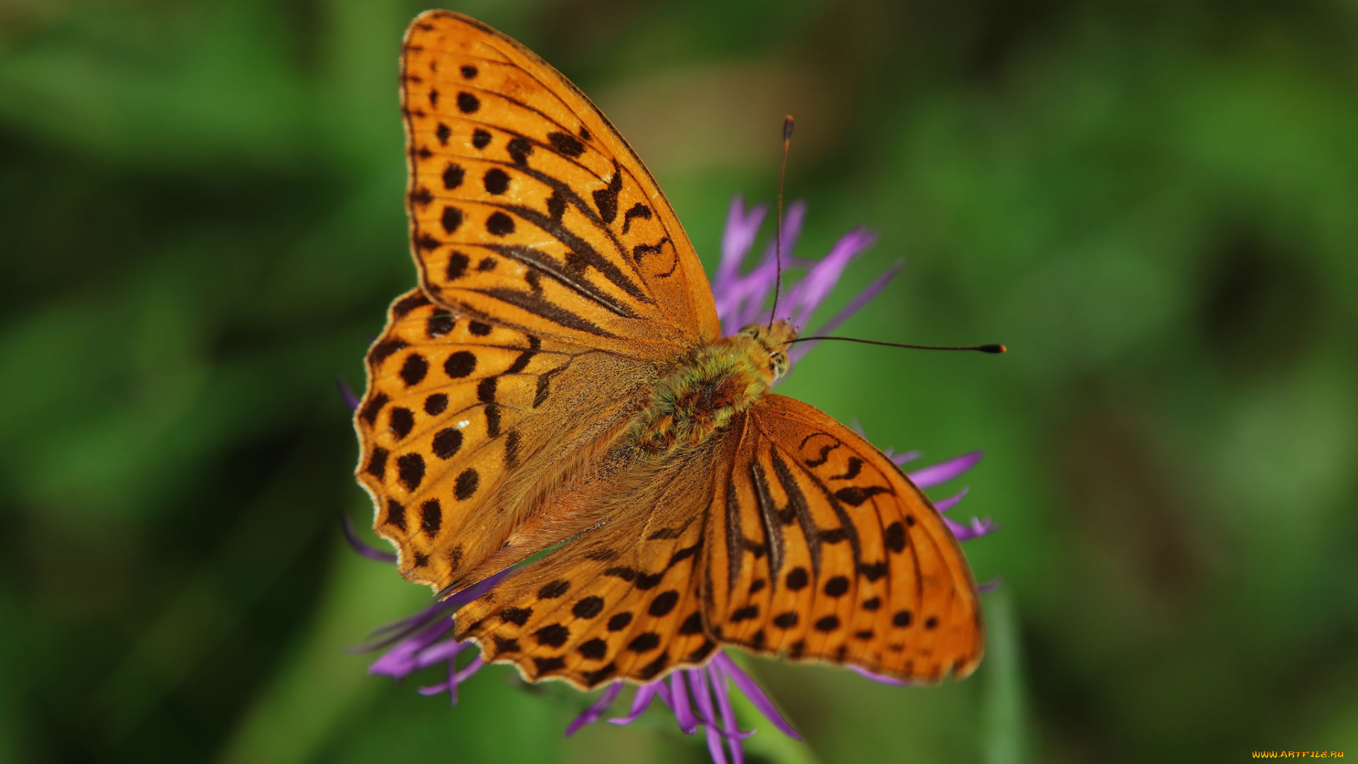 животные, бабочки, , мотыльки, , моли, бабочка