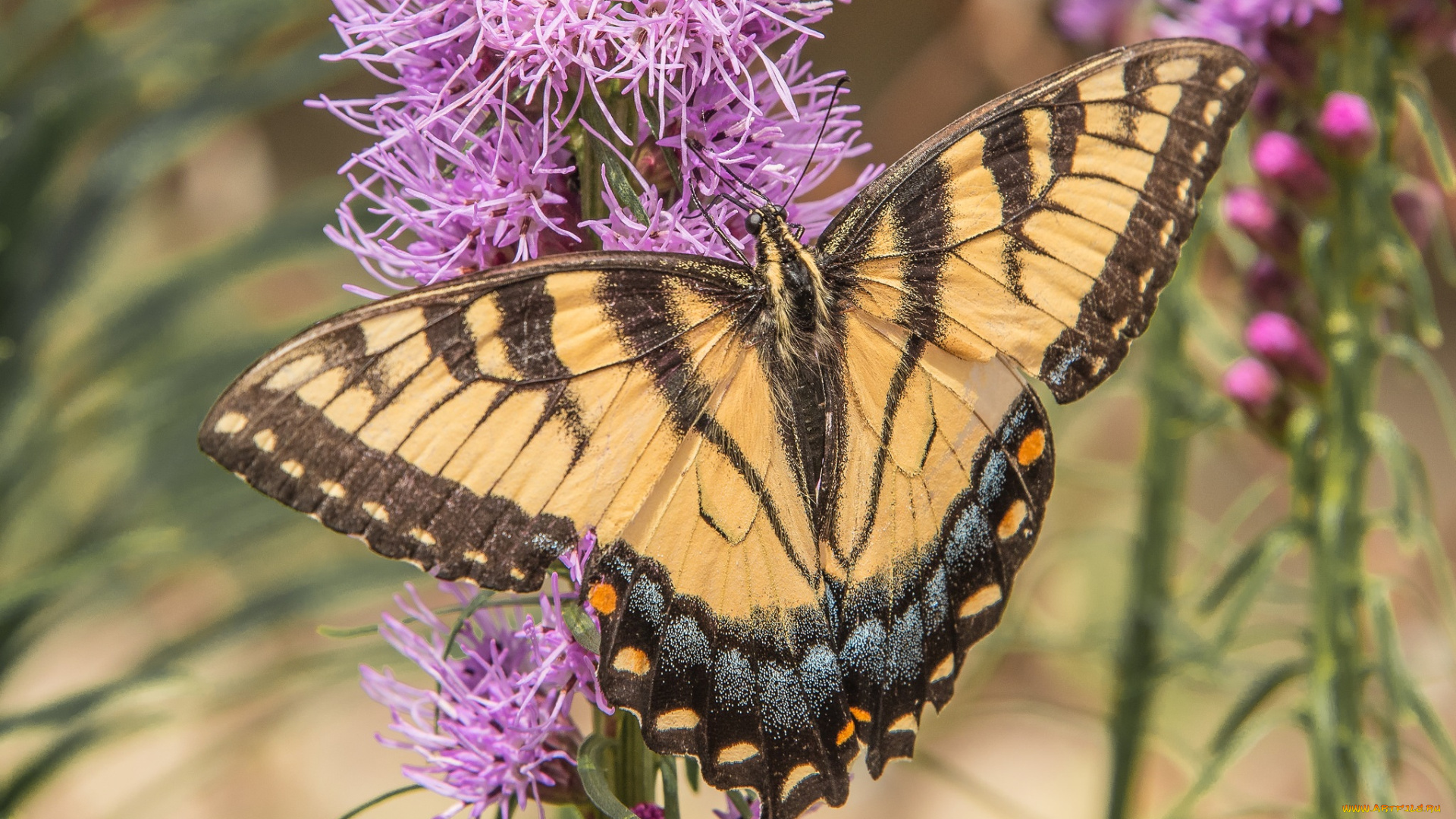 животные, бабочки, , мотыльки, , моли, бабочка