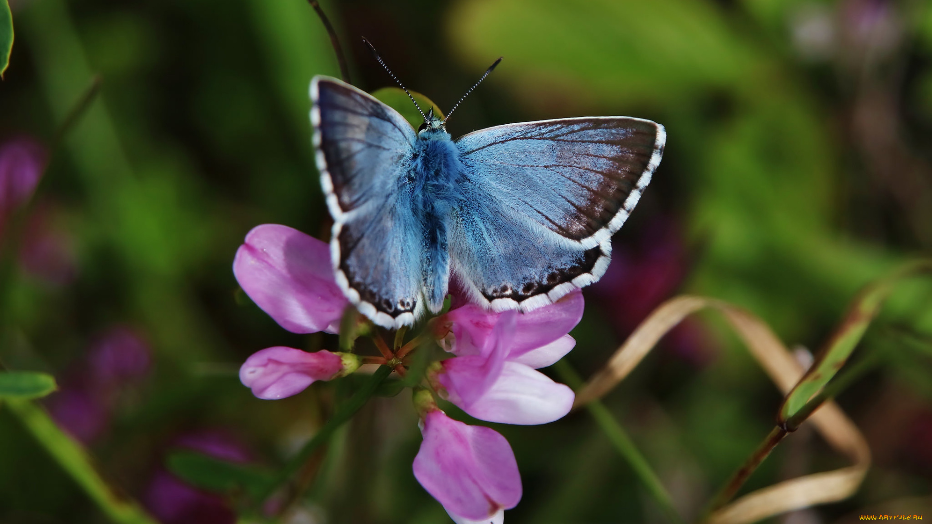 животные, бабочки, , мотыльки, , моли, бабочка