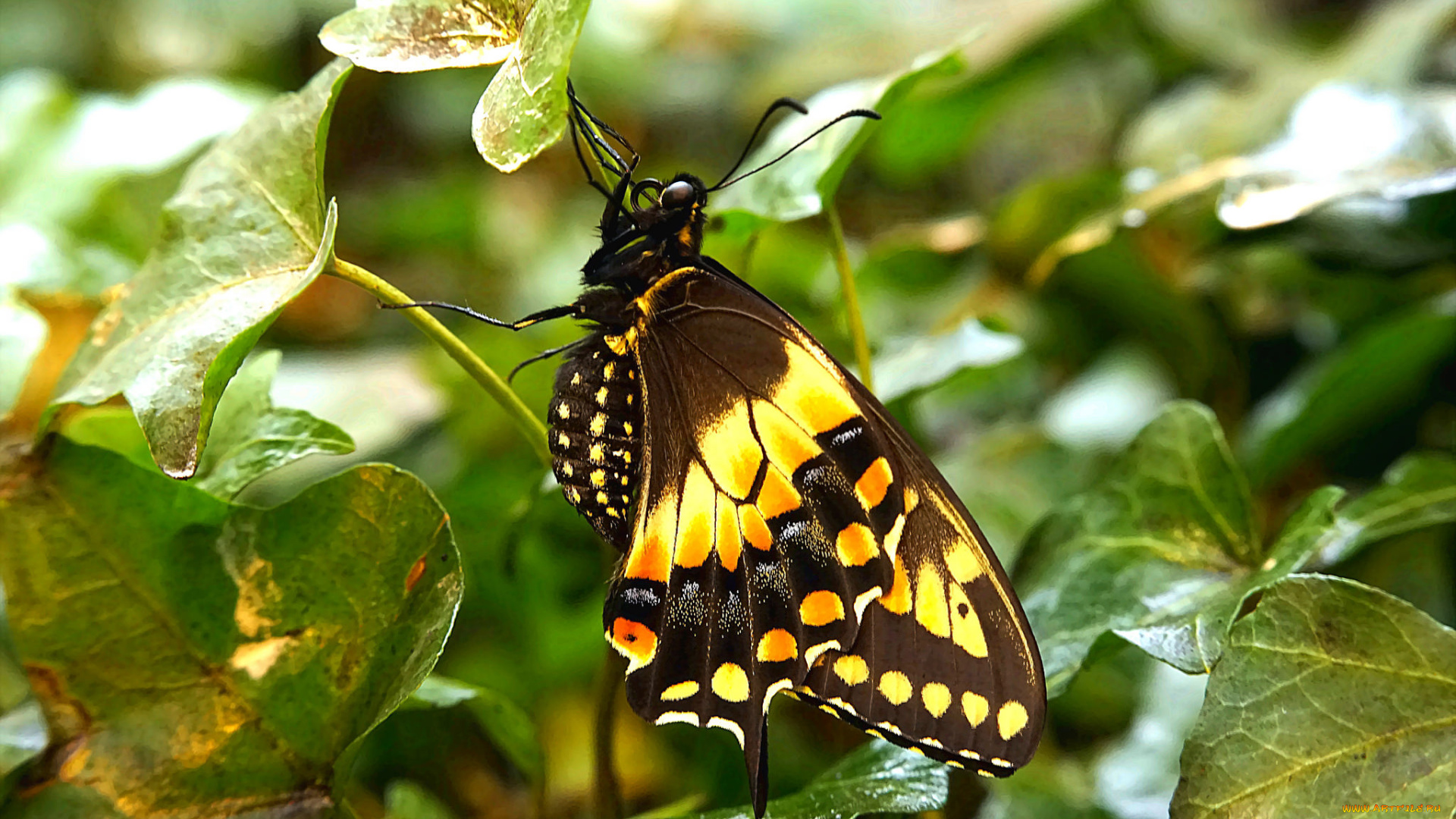 животные, бабочки, , мотыльки, , моли, бабочка