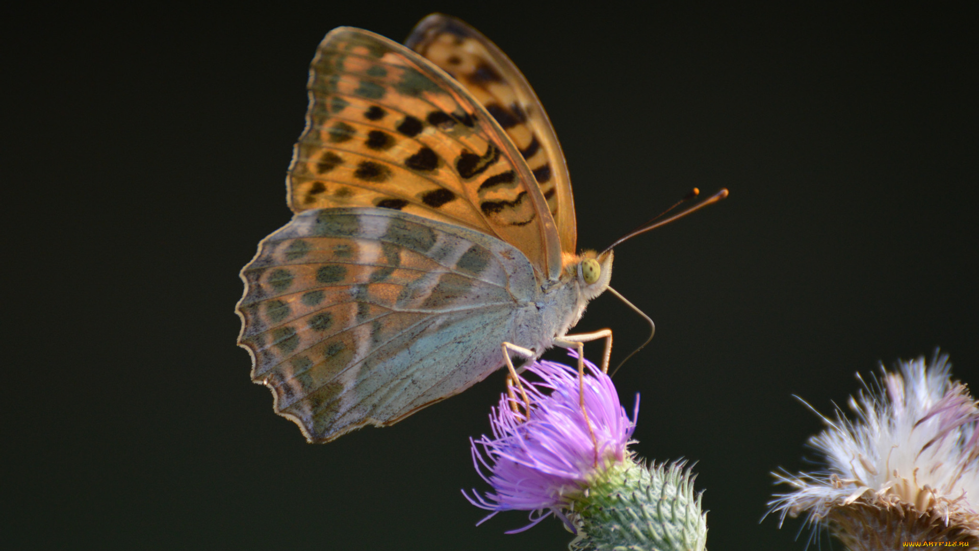 животные, бабочки, , мотыльки, , моли, бабочка