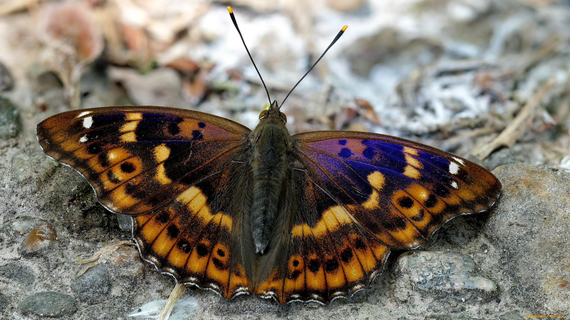 животные, бабочки, , мотыльки, , моли, бабочка