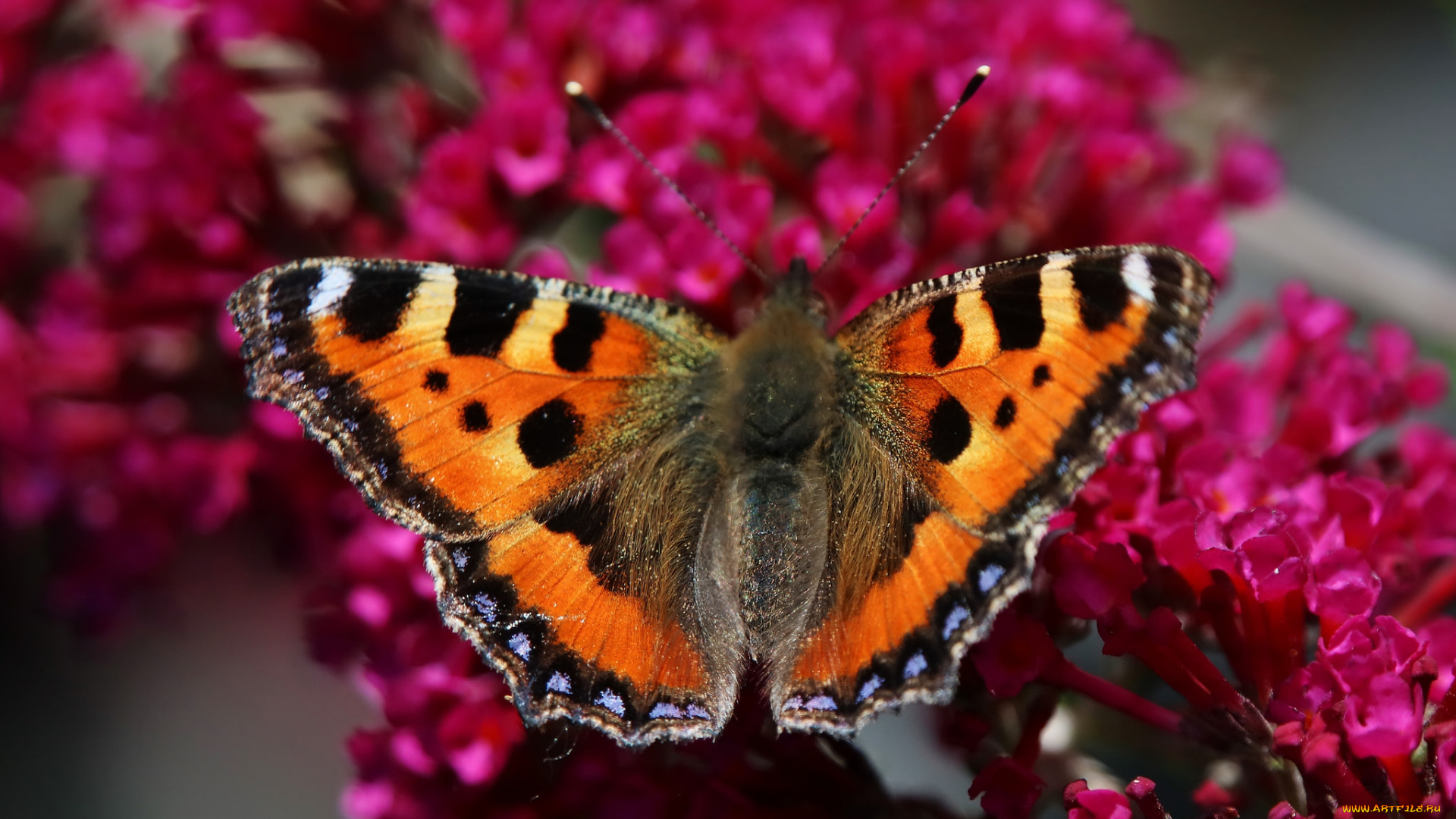 животные, бабочки, , мотыльки, , моли, бабочка