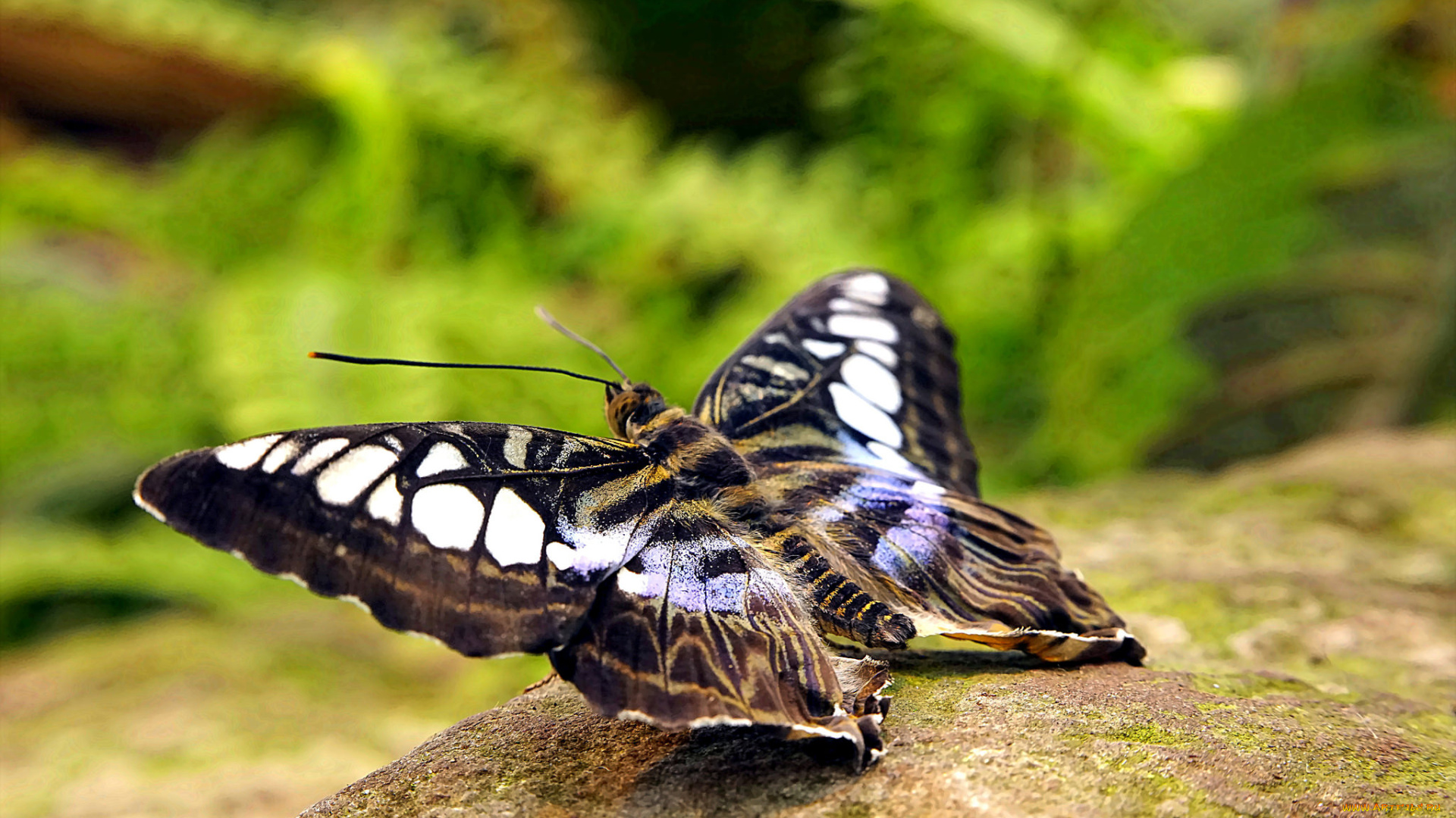 животные, бабочки, , мотыльки, , моли, бабочка