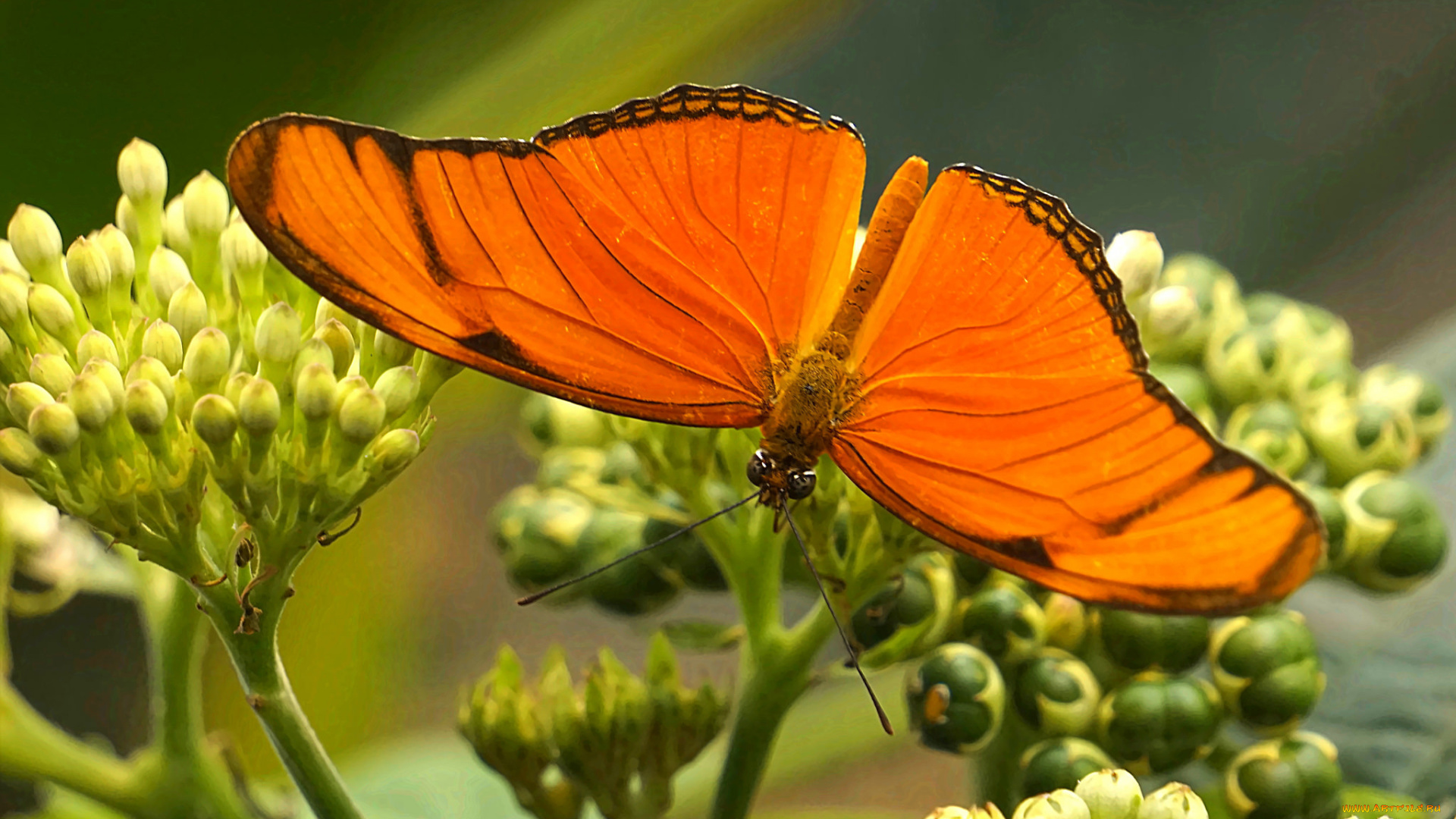 животные, бабочки, , мотыльки, , моли, бабочка
