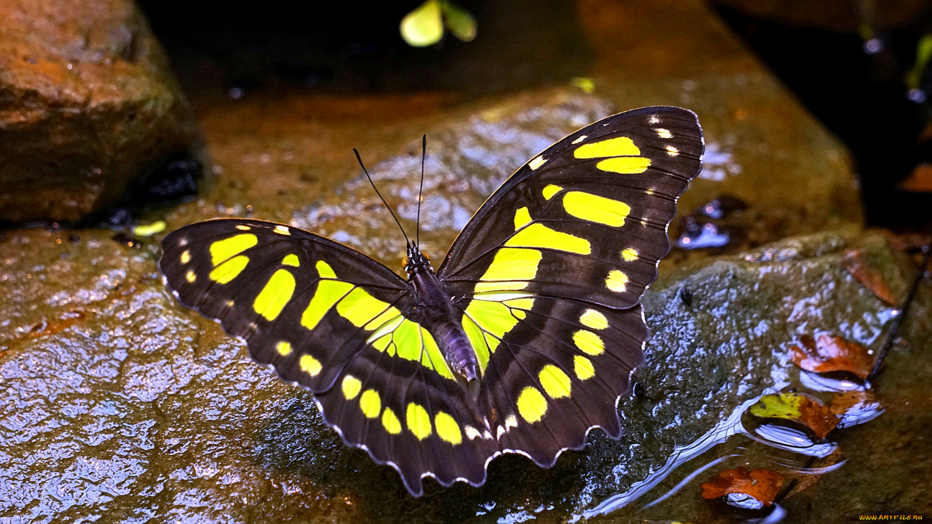 животные, бабочки, , мотыльки, , моли, бабочка