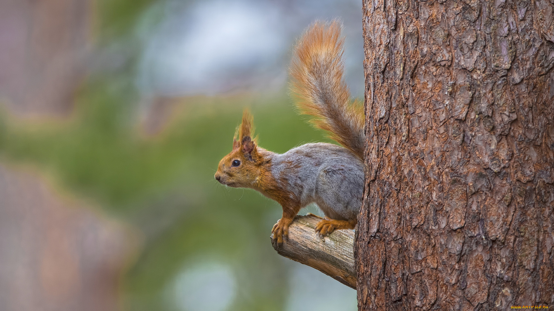 животные, белки, хвостик, лапки, ушка, белка, милашка