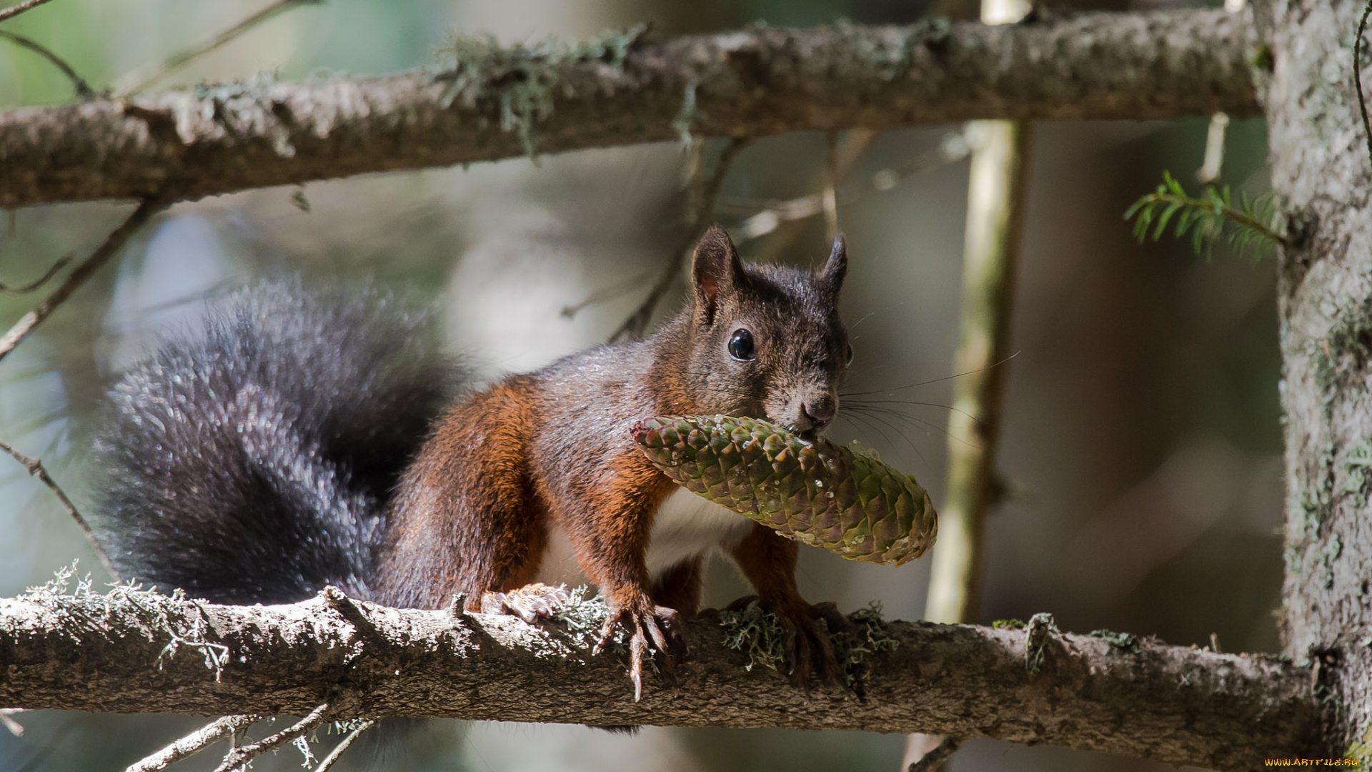 животные, белки, ушка, белка, милашка, хвостик, лапки