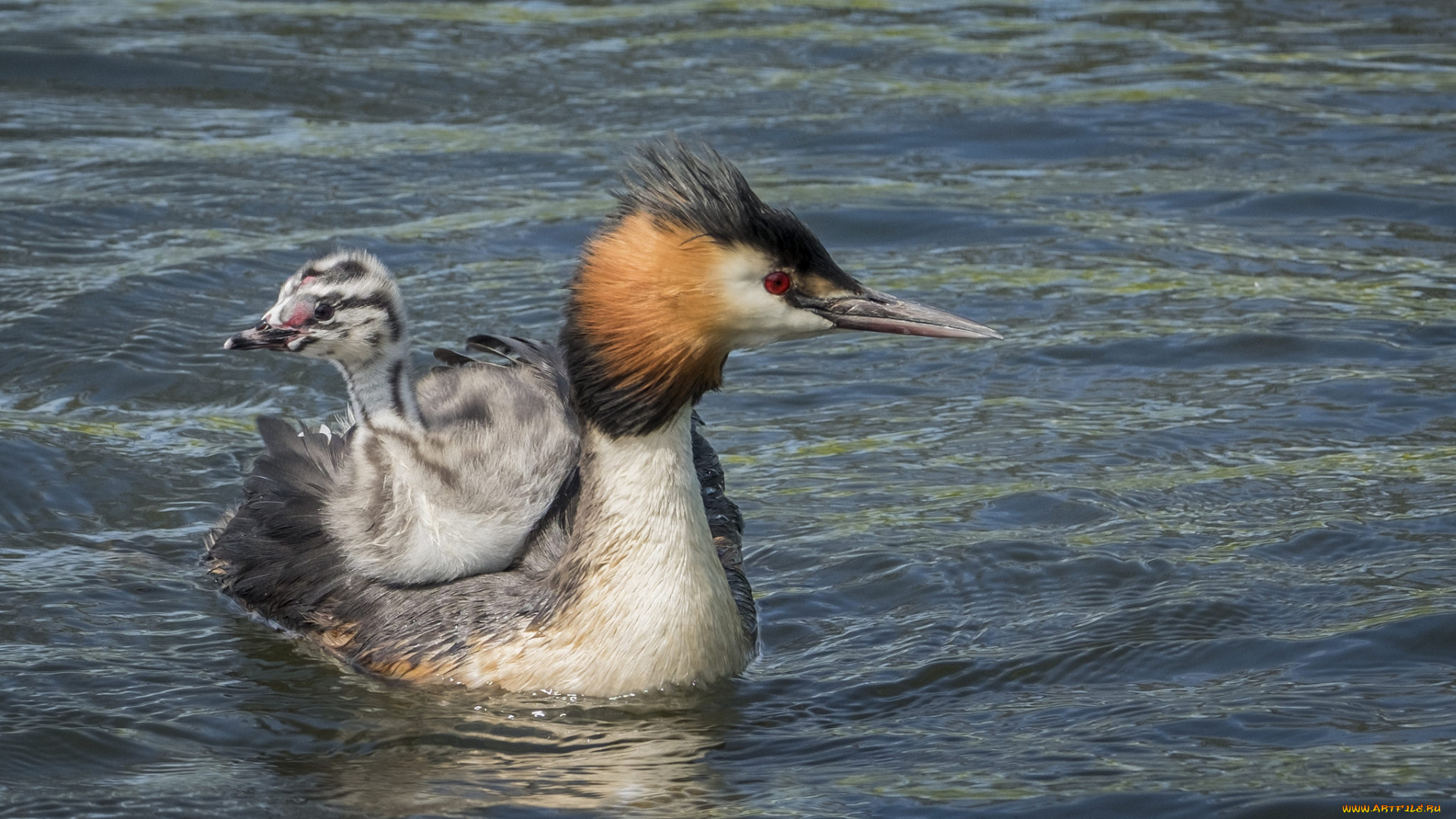 животные, Чомги, , поганки, перья, птица, чомга, малыш, мама