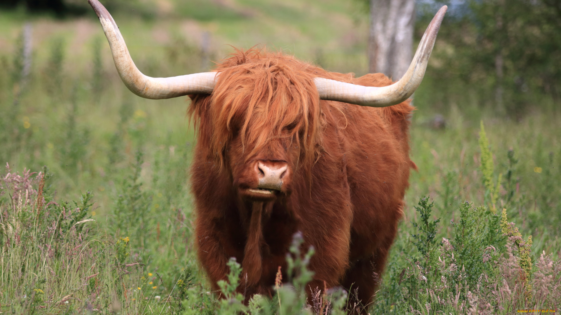 животные, коровы, , буйволы, опасный, рога, большой, бык, природа