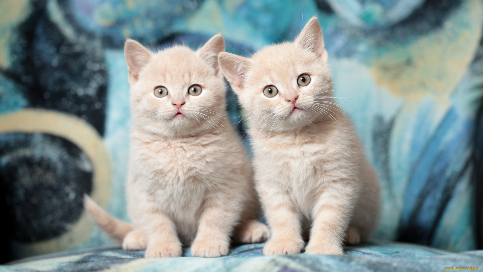 животные, коты, котята, порода, дуэт, британцы