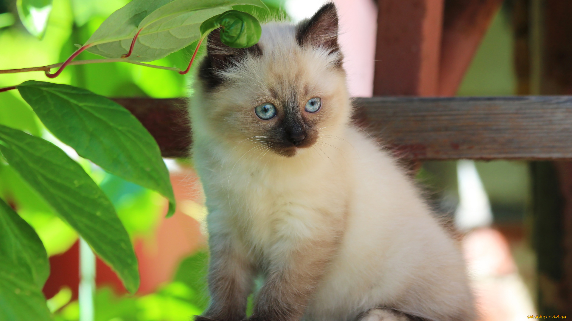 животные, коты, котёнок, природа, лето, кошки