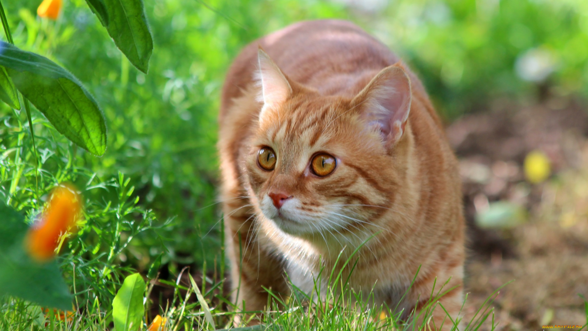 животные, коты, рыжий, кот, природа, питомцы, лето, стёпка, степан, дача