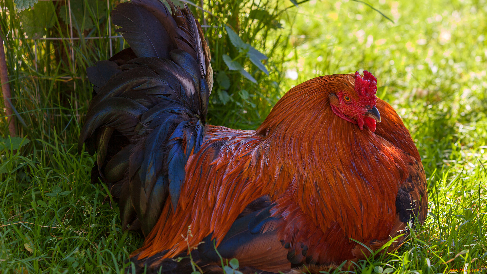 животные, куры, , петухи, природа, путешествия, отдых, птица, прогулка, зооград, август, лето, красота