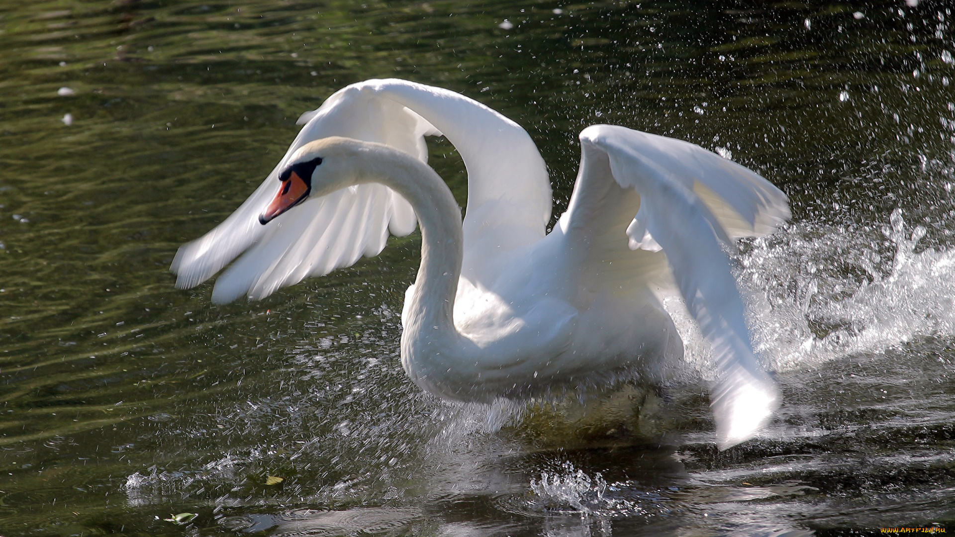 животные, лебеди, вода, птица, перья, лебедь