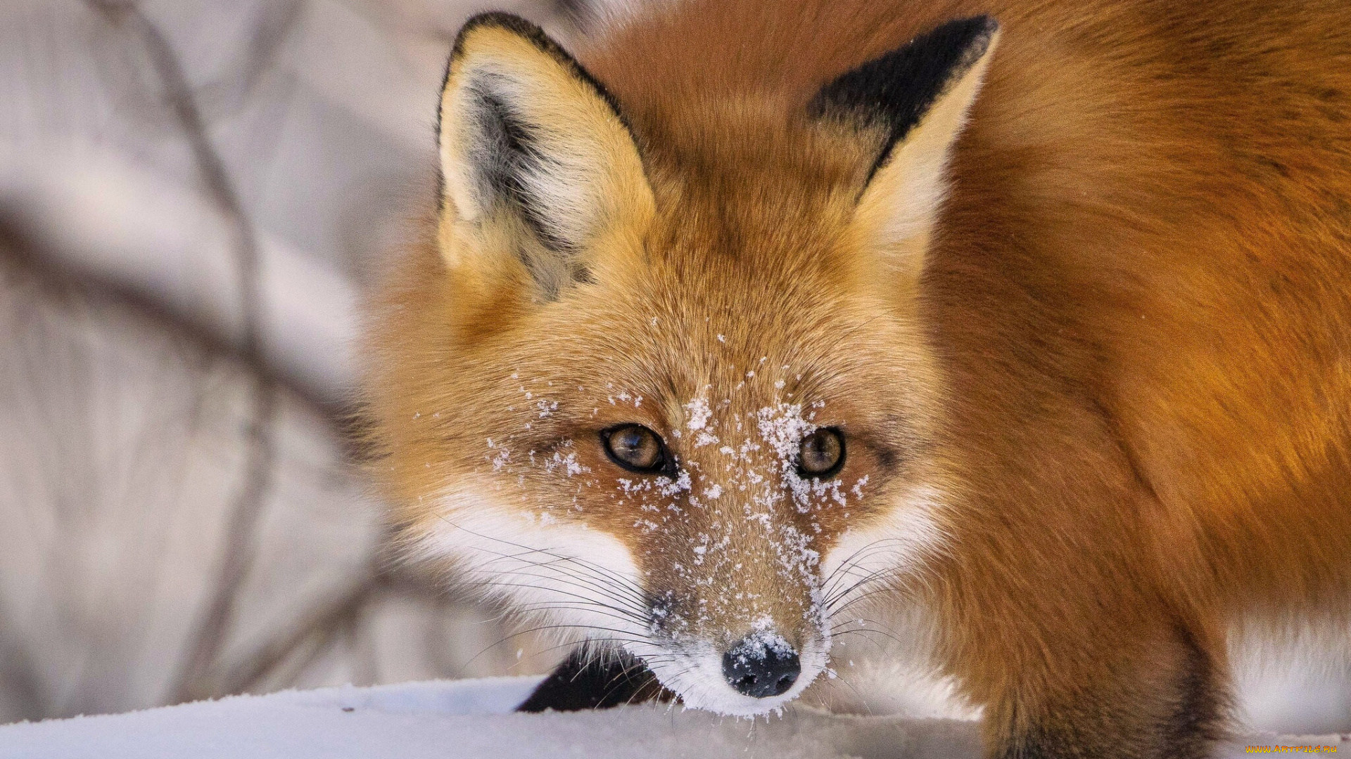 животные, лисы, рыжая, лиса, снег, морда, зима
