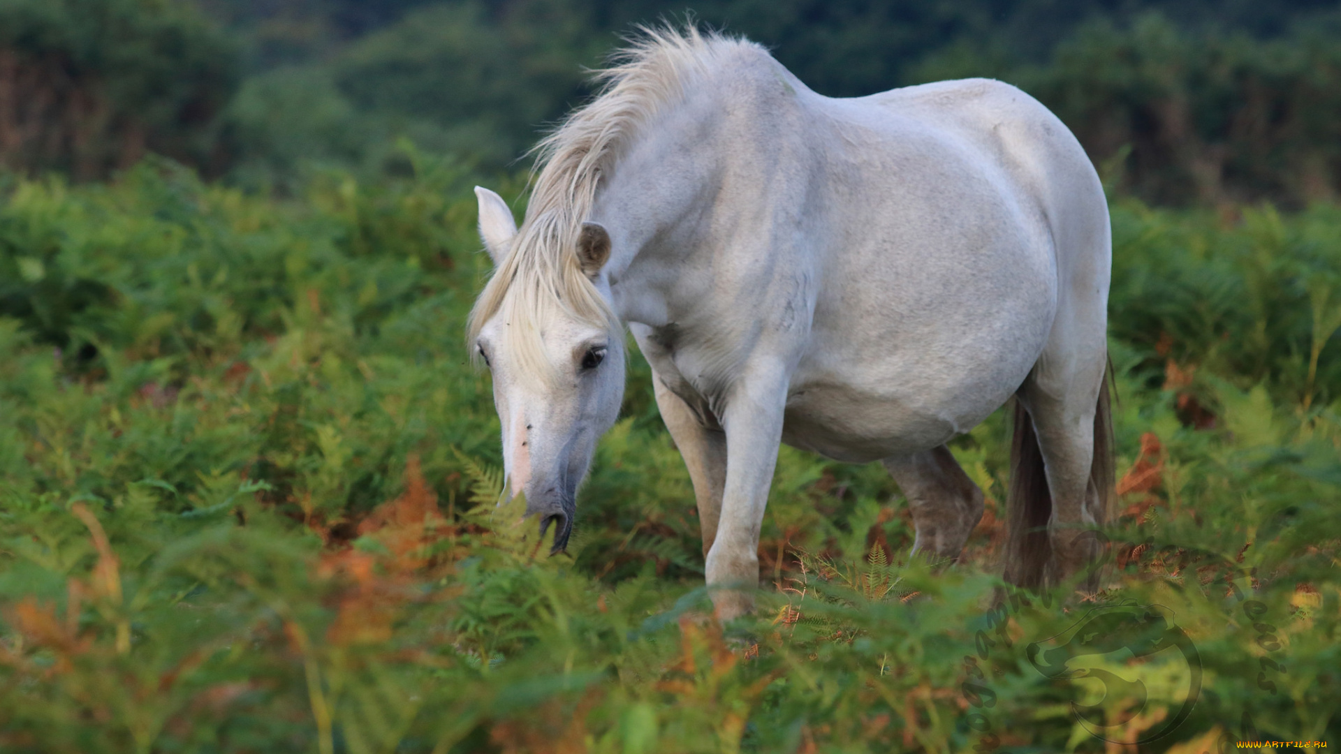 животные, лошади, большая, лошадь, грива, окрас