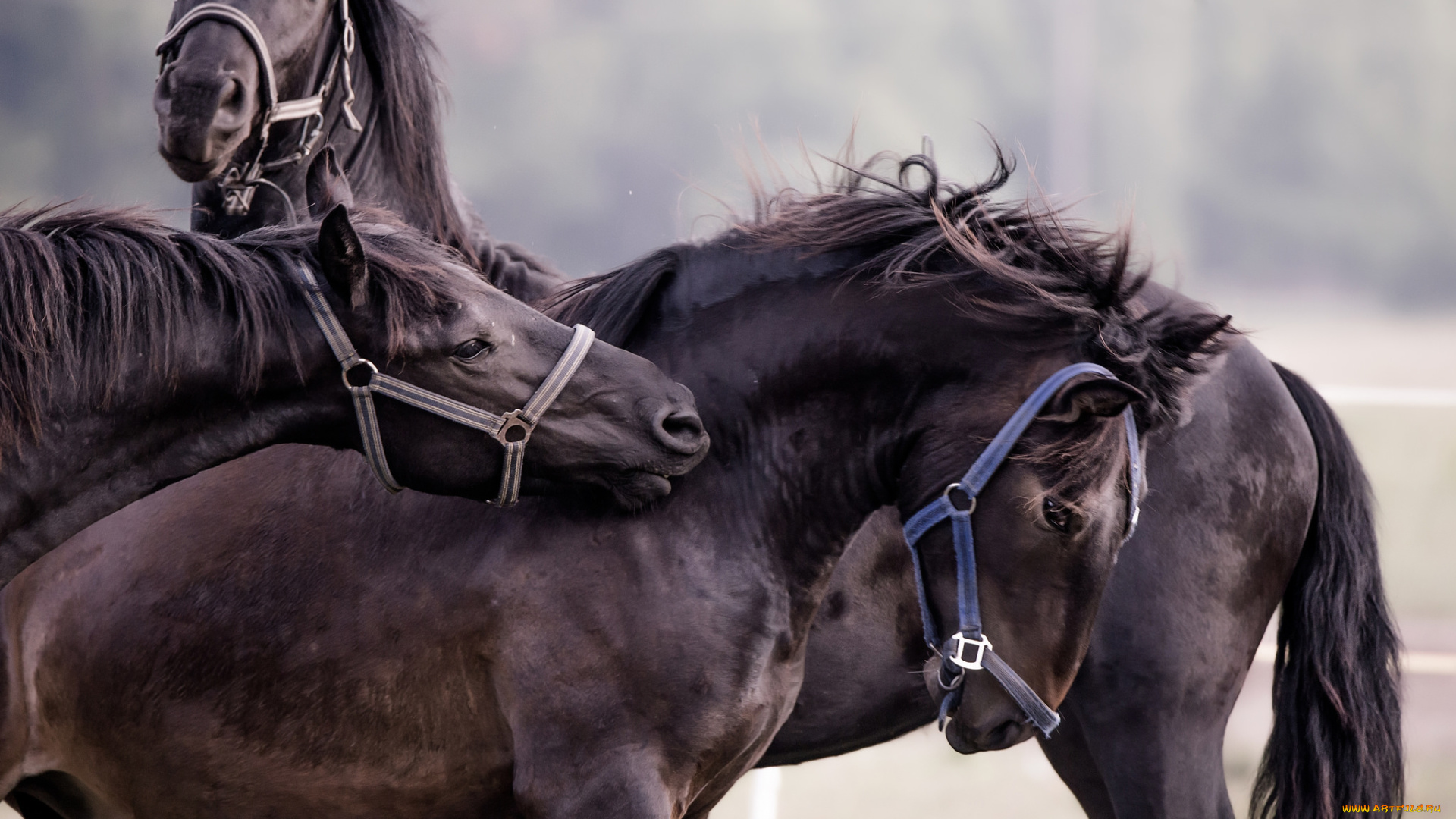 животные, лошади, handsome, animal, horse, красавцы, животное