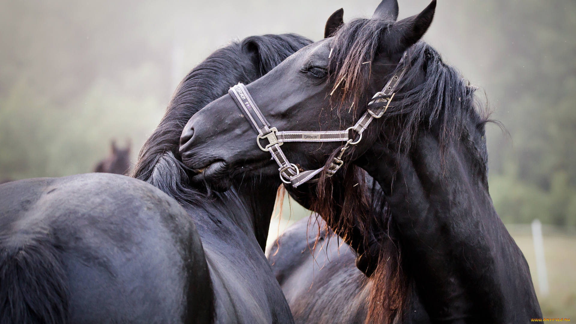 животные, лошади, шерсть, окрас, лошадь, грива