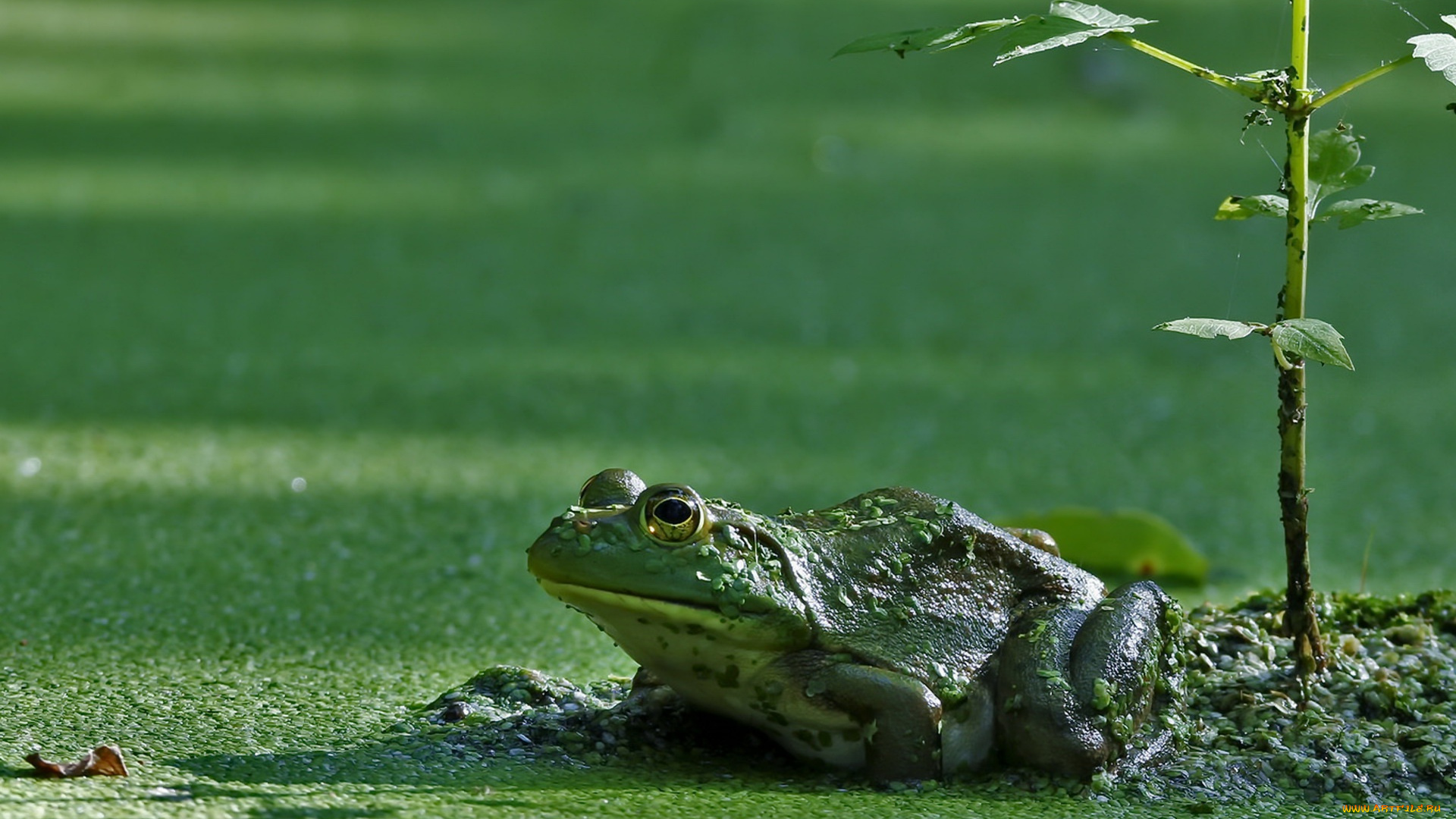животные, лягушки, лягушка