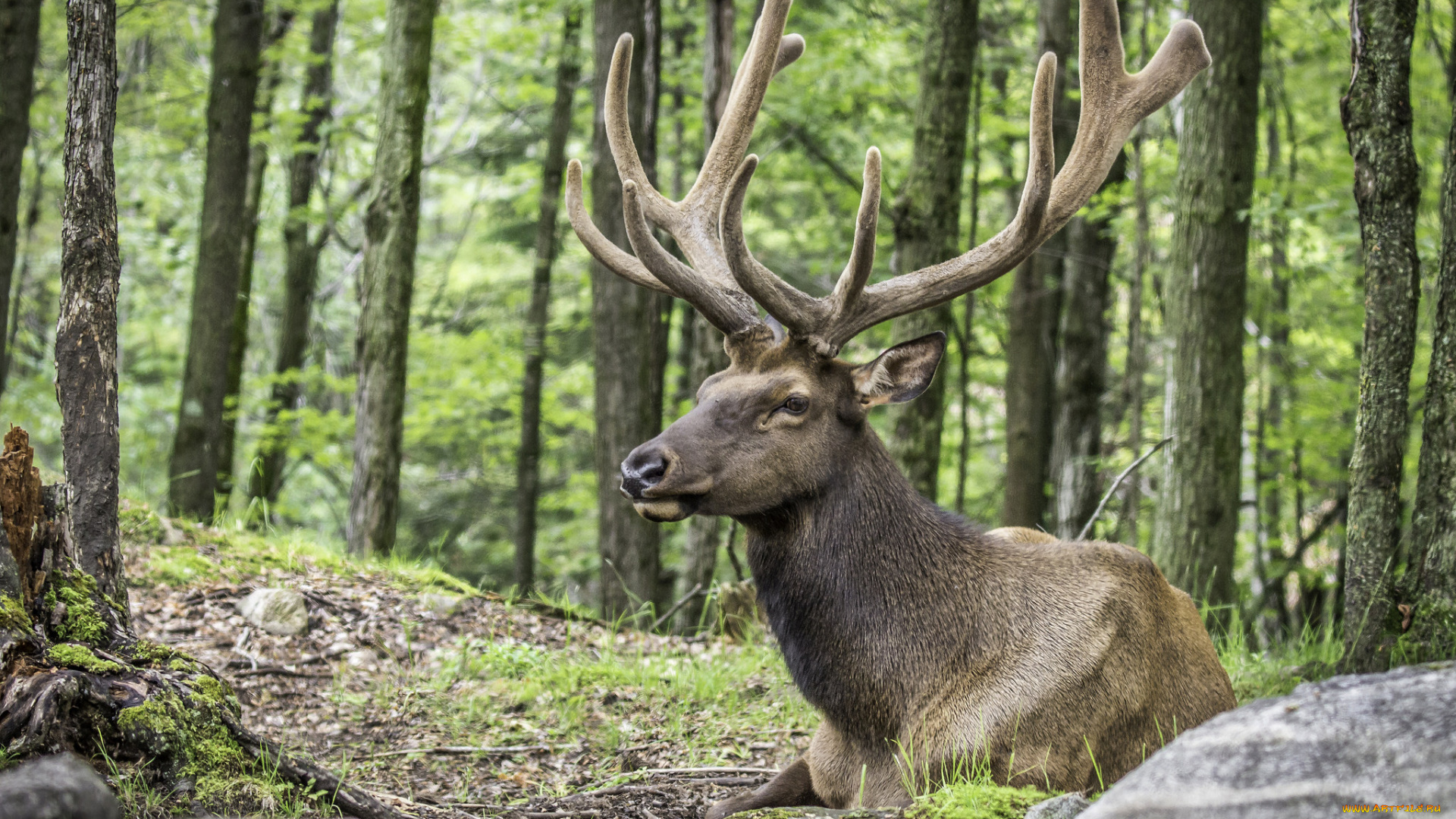 животные, олени, большой, рога, шерсть, окрас, олень