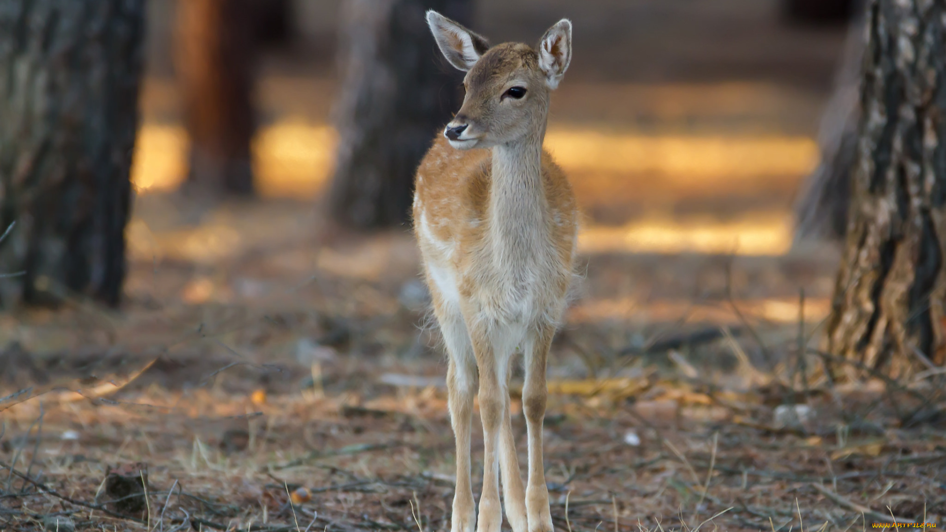 животные, олени, олень, природа