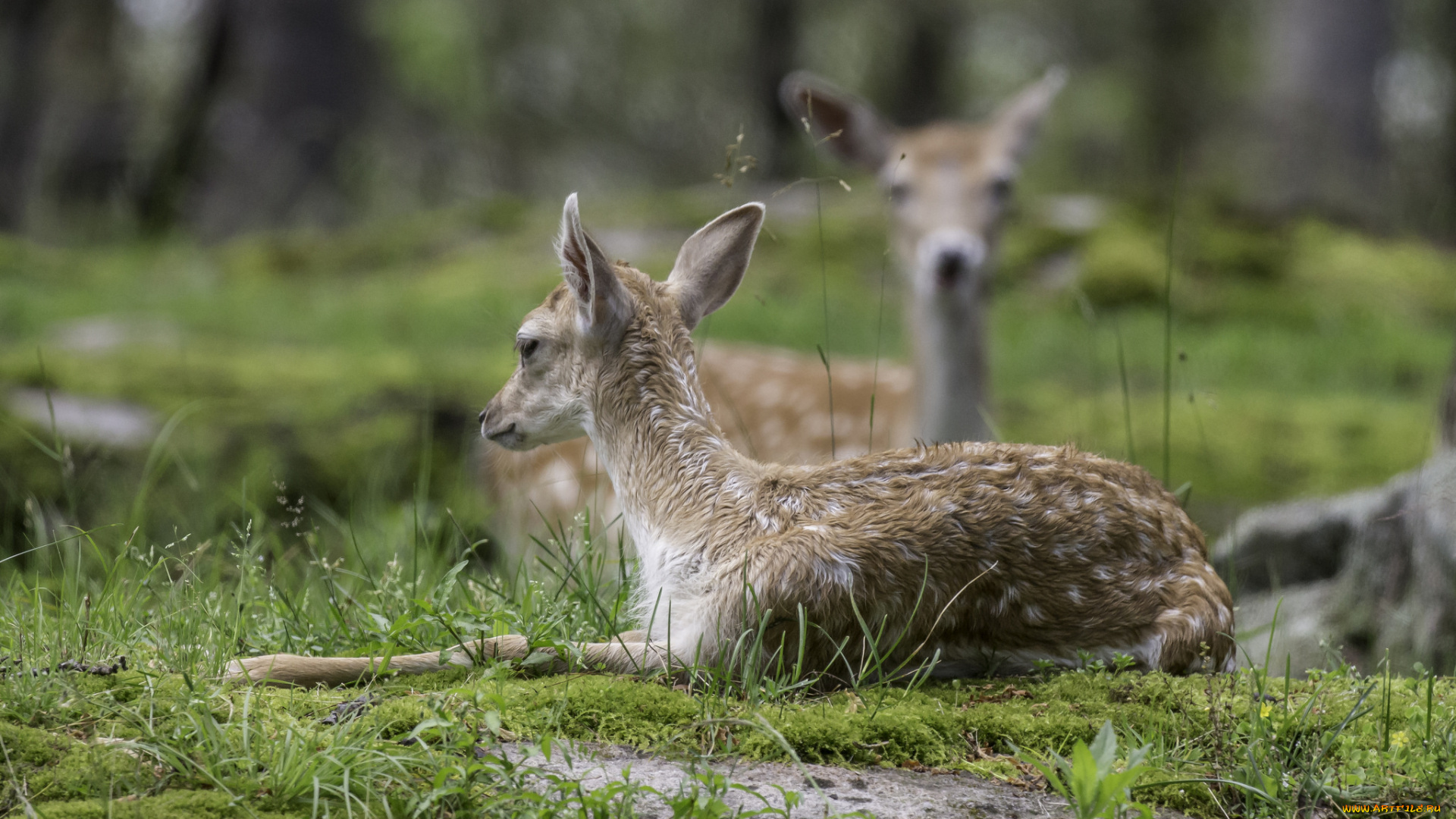 животные, олени, животное, природа, окрас, молодой, олень
