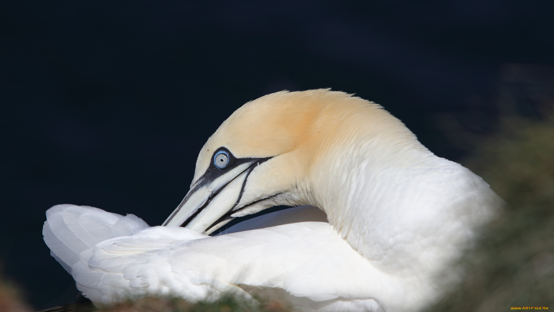 животные, олуши, лапки, клюв, белая, птица, олуша