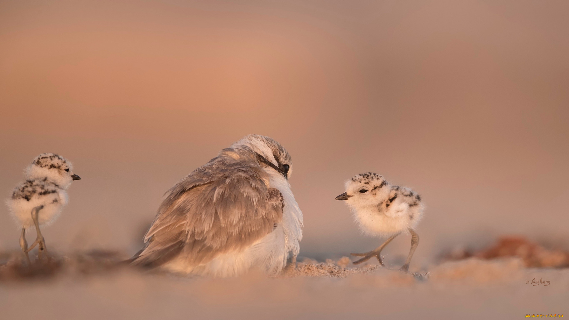 животные, птицы, клюв, перья, птица