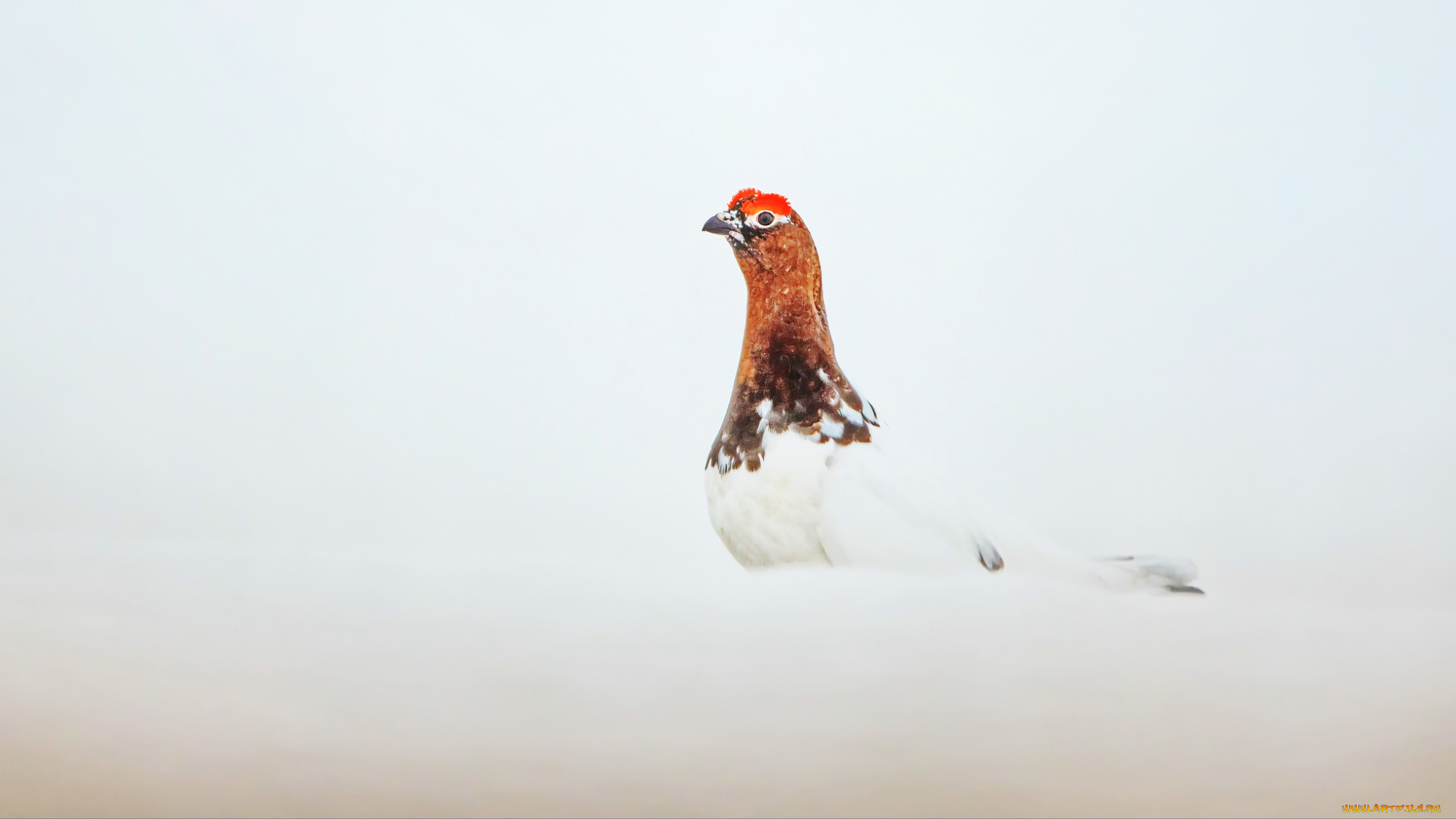 животные, птицы, окрас, птица, перья