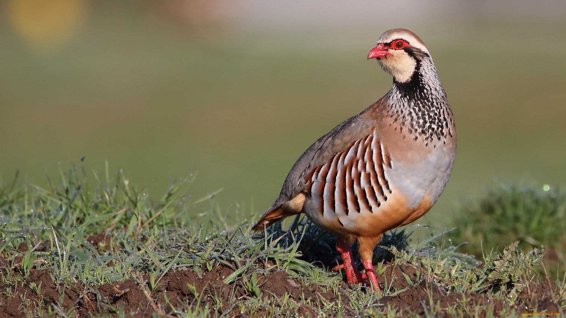животные, птицы, окрас, птица, забавная, перья