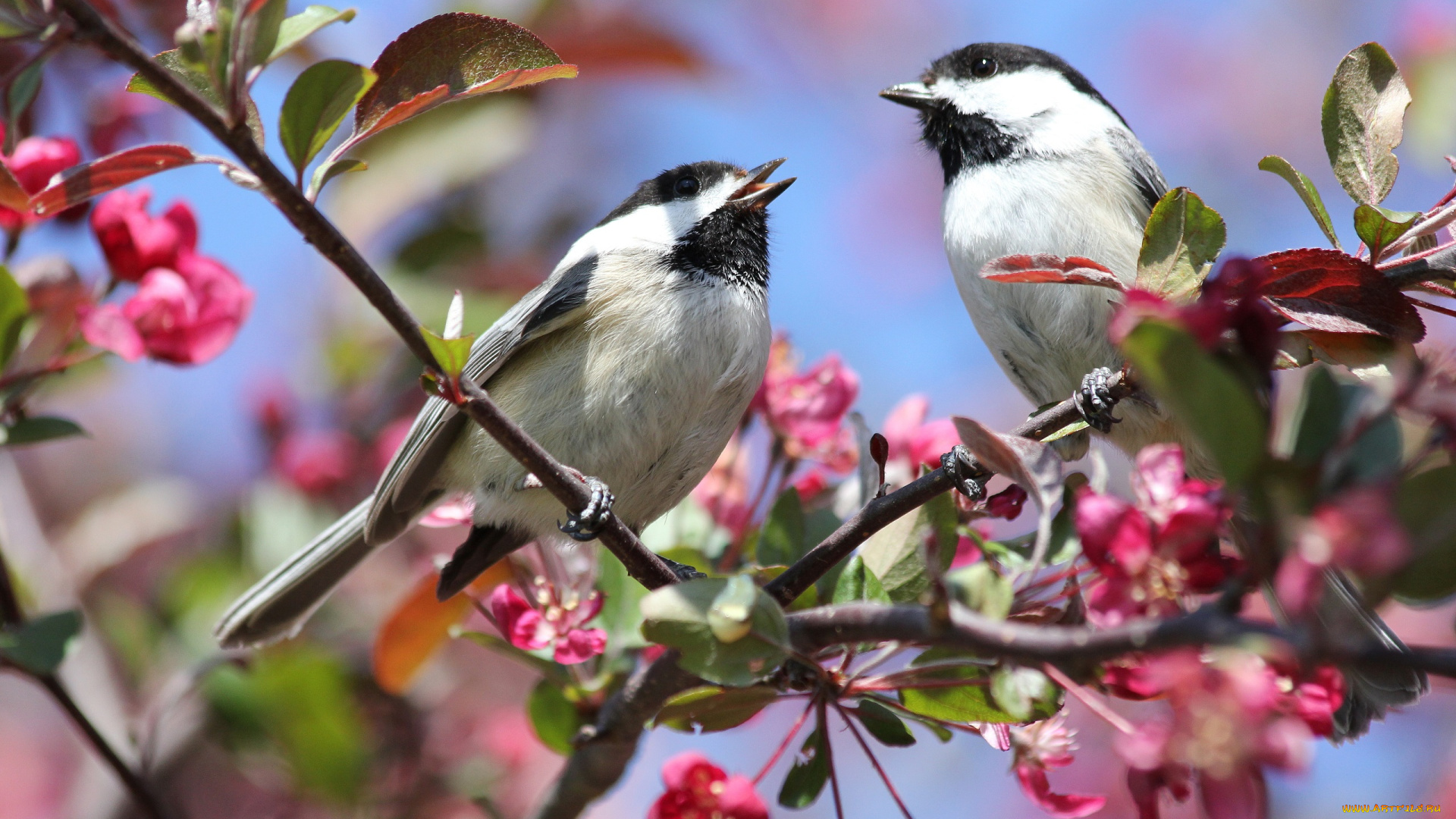 животные, синицы, , лазоревки, америка, весна, синица