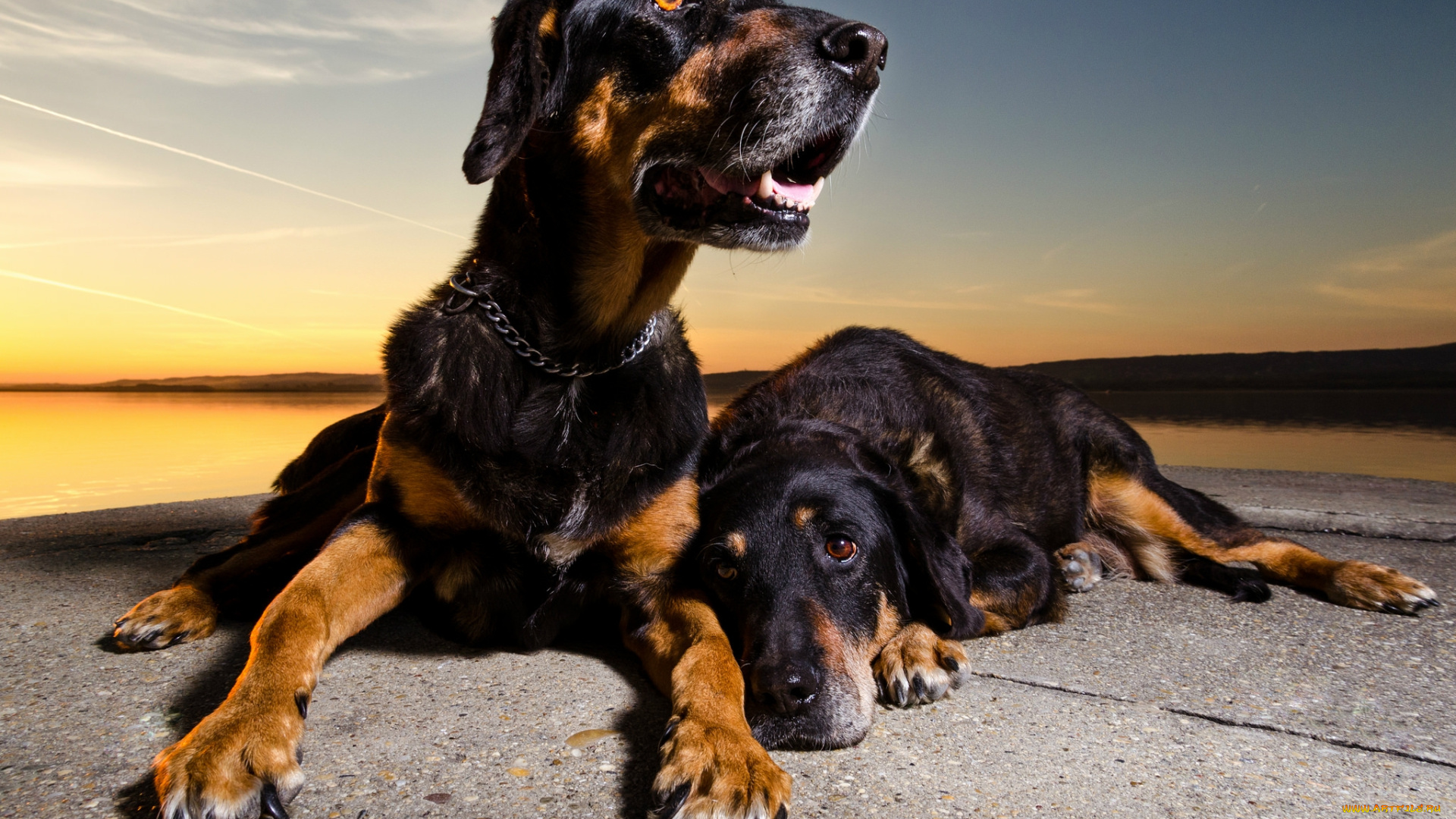 животные, собаки, пес