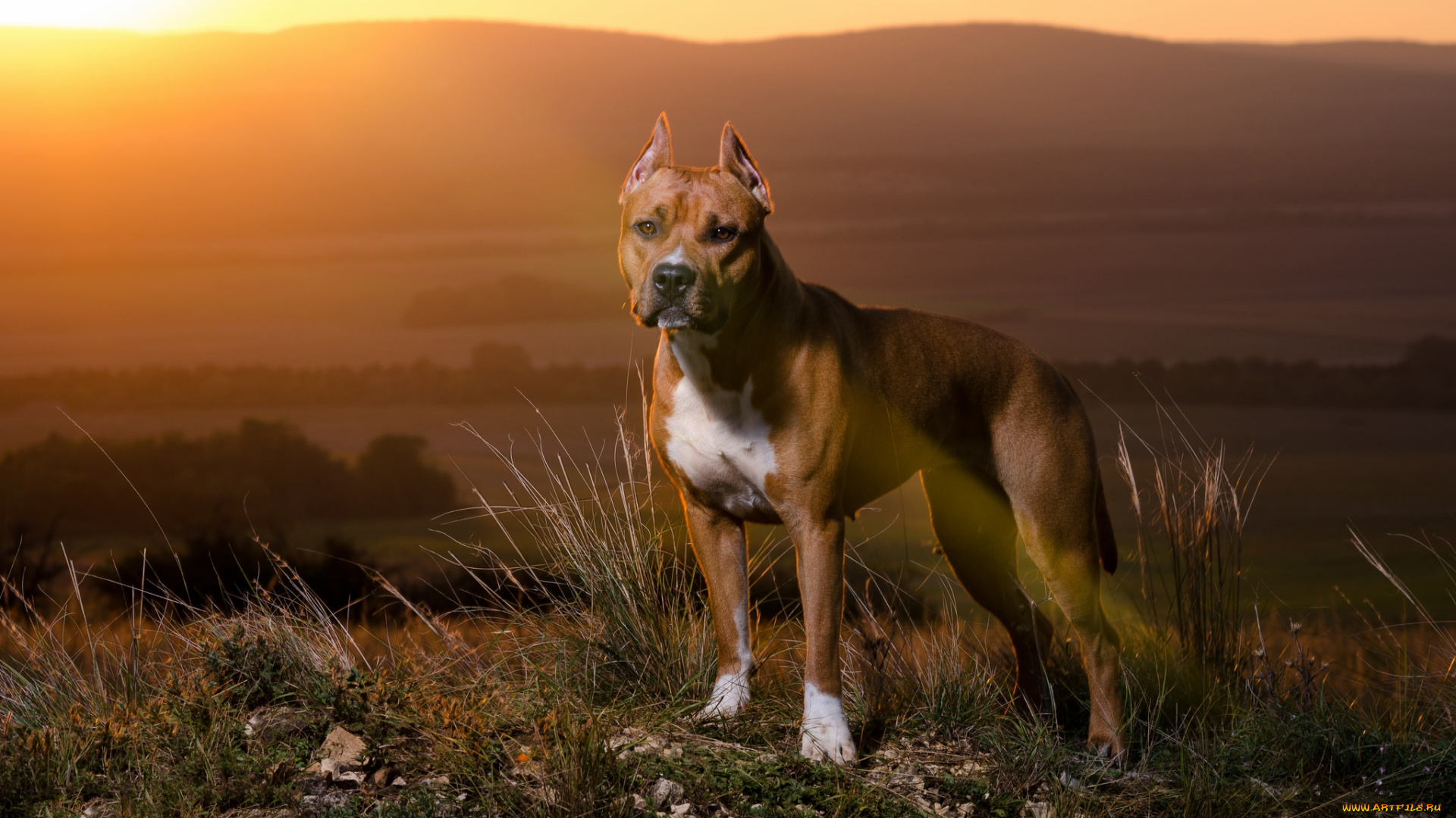 животные, собаки, пес