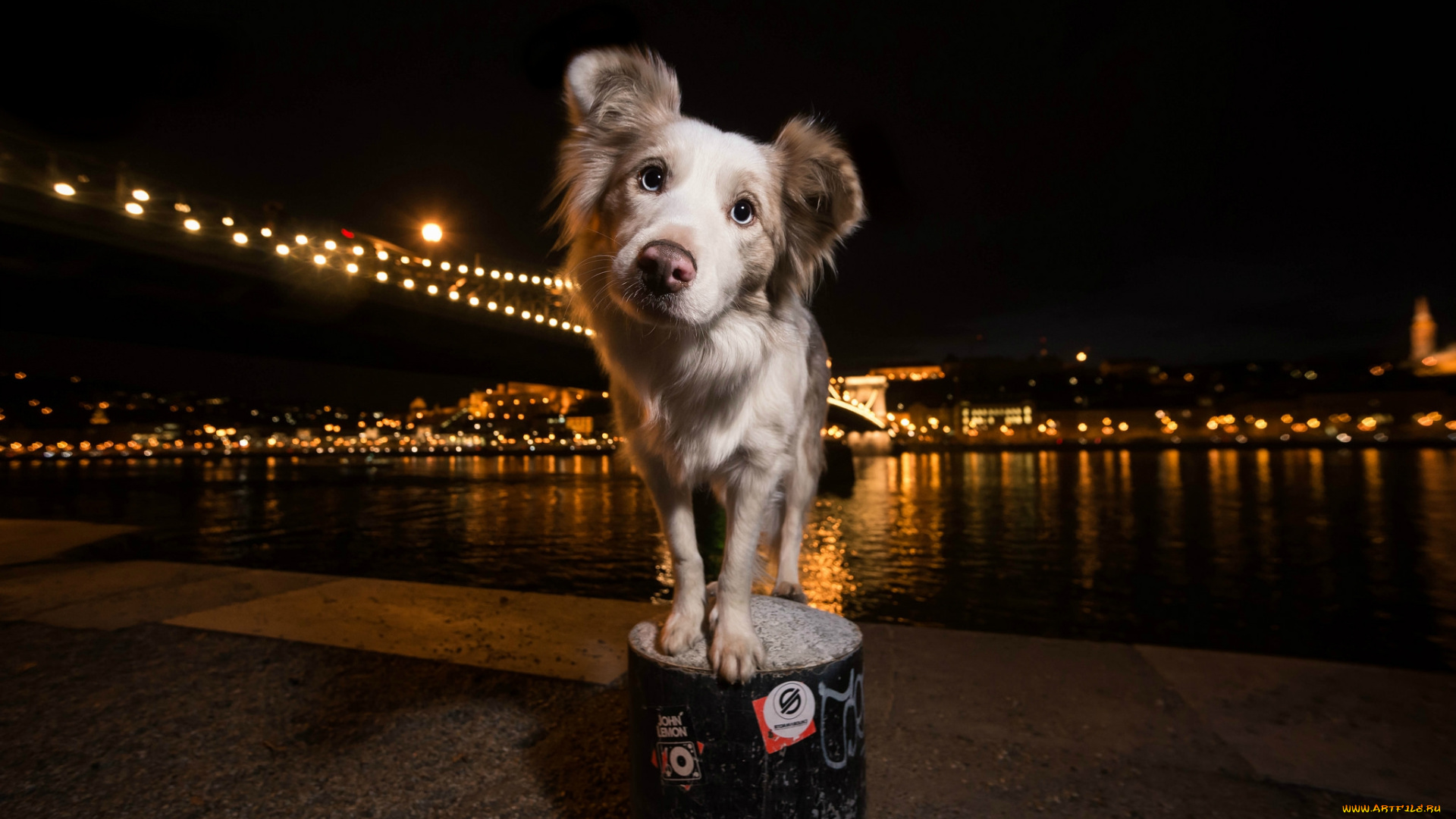 животные, собаки, пес